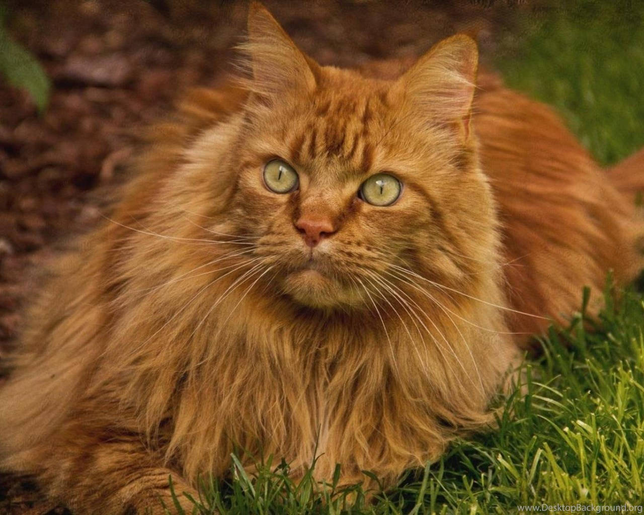 Maine Coon Beautiful Cat Background