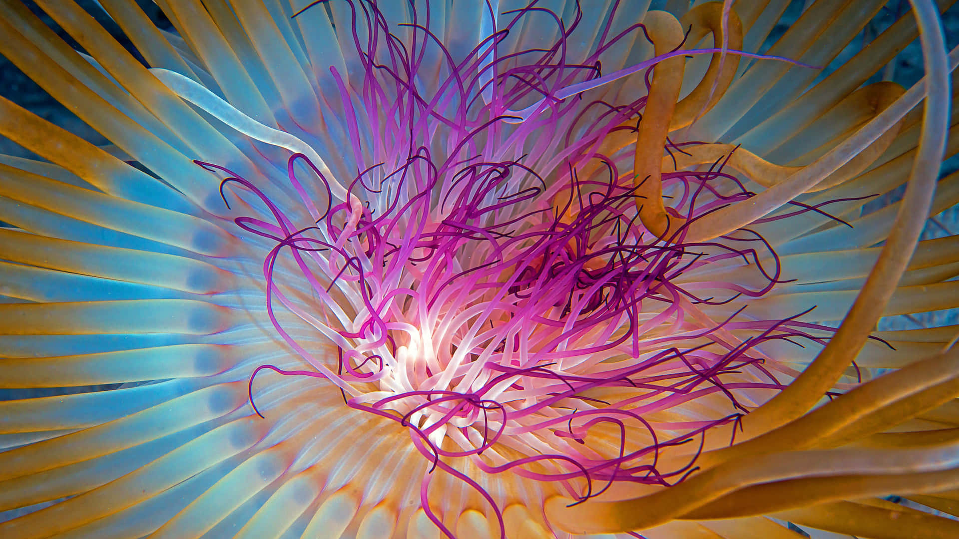 Majestic 4k Jellyfish Swim Amongst A Glowing Blue Sea Background