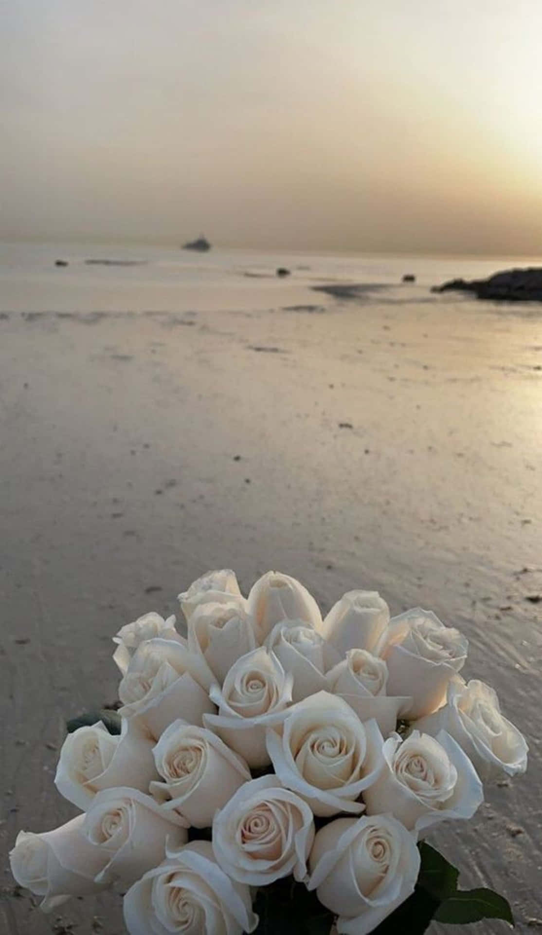 Majestic Aesthetic Of A White Rose