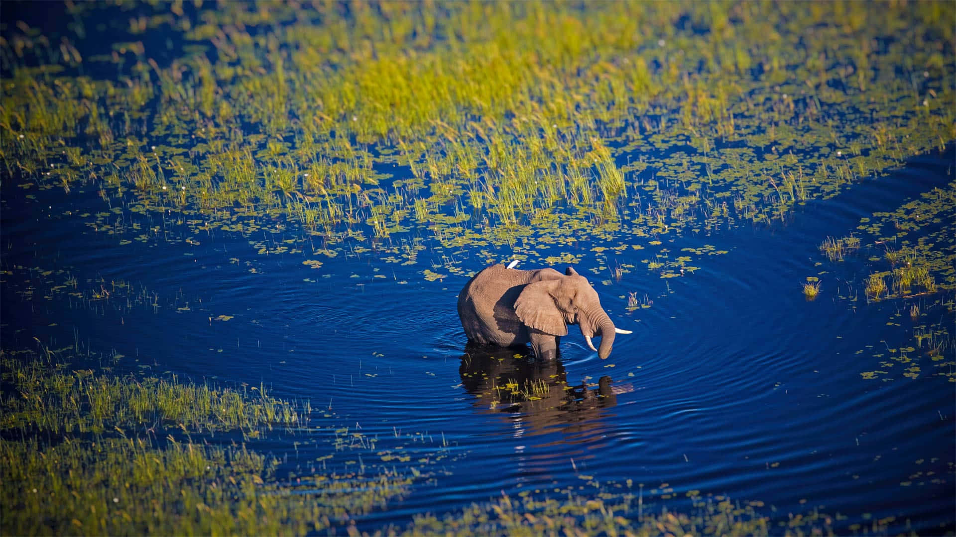 Majestic African Bush Elephant In Okavango Delta Background