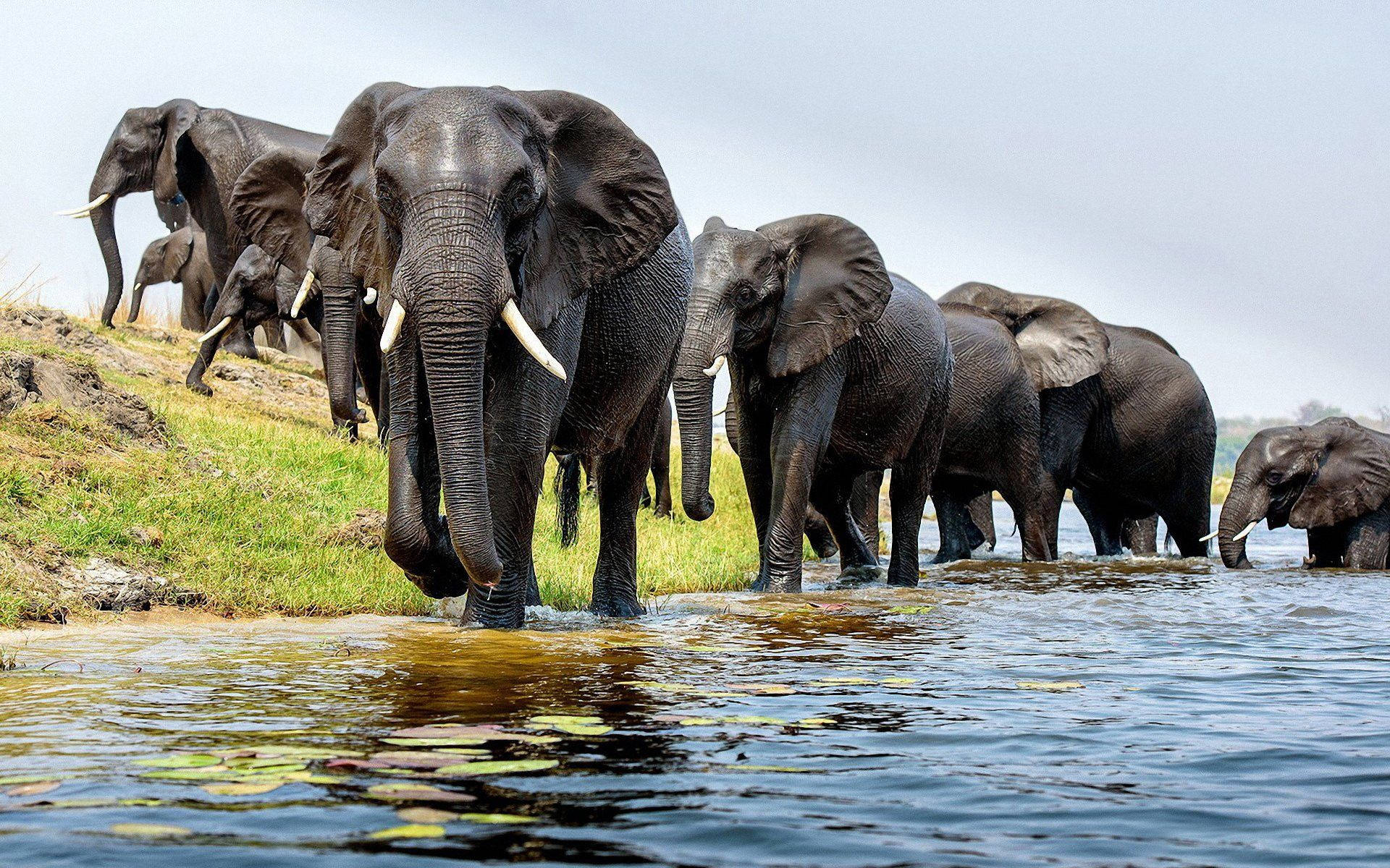 Majestic African Elephant In Its Natural Habitat Background