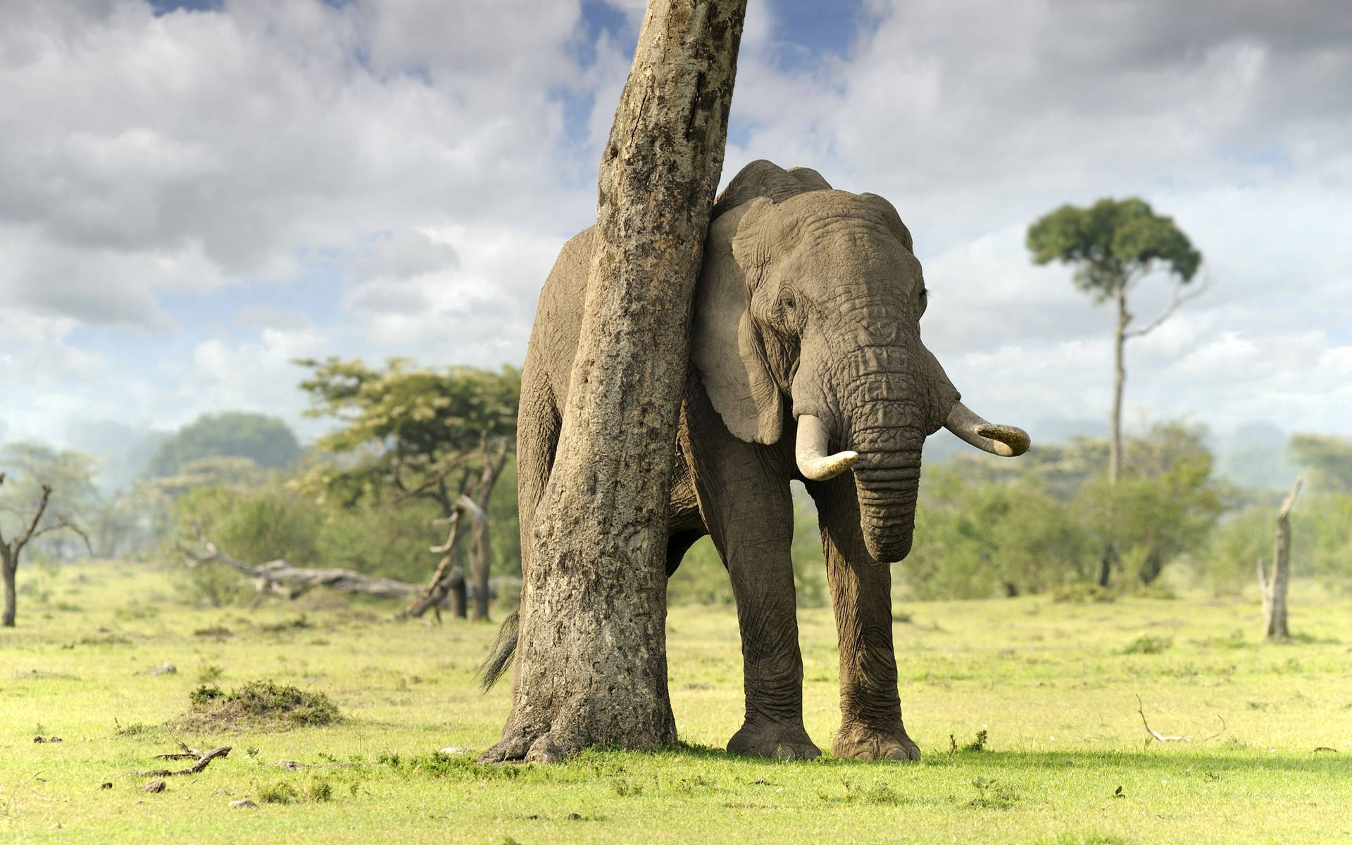 Majestic African Elephant In The Wild Background