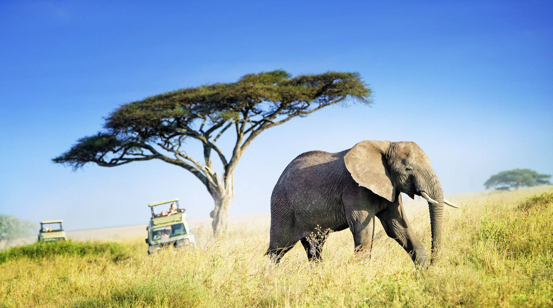 Majestic African Elephant Roaming In Tanzania Background