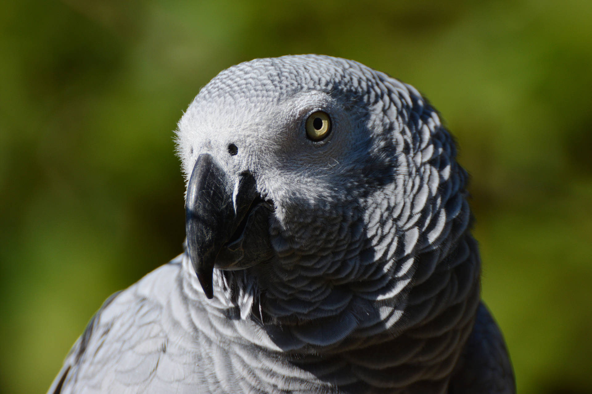 Majestic African Grey Parrot Perching