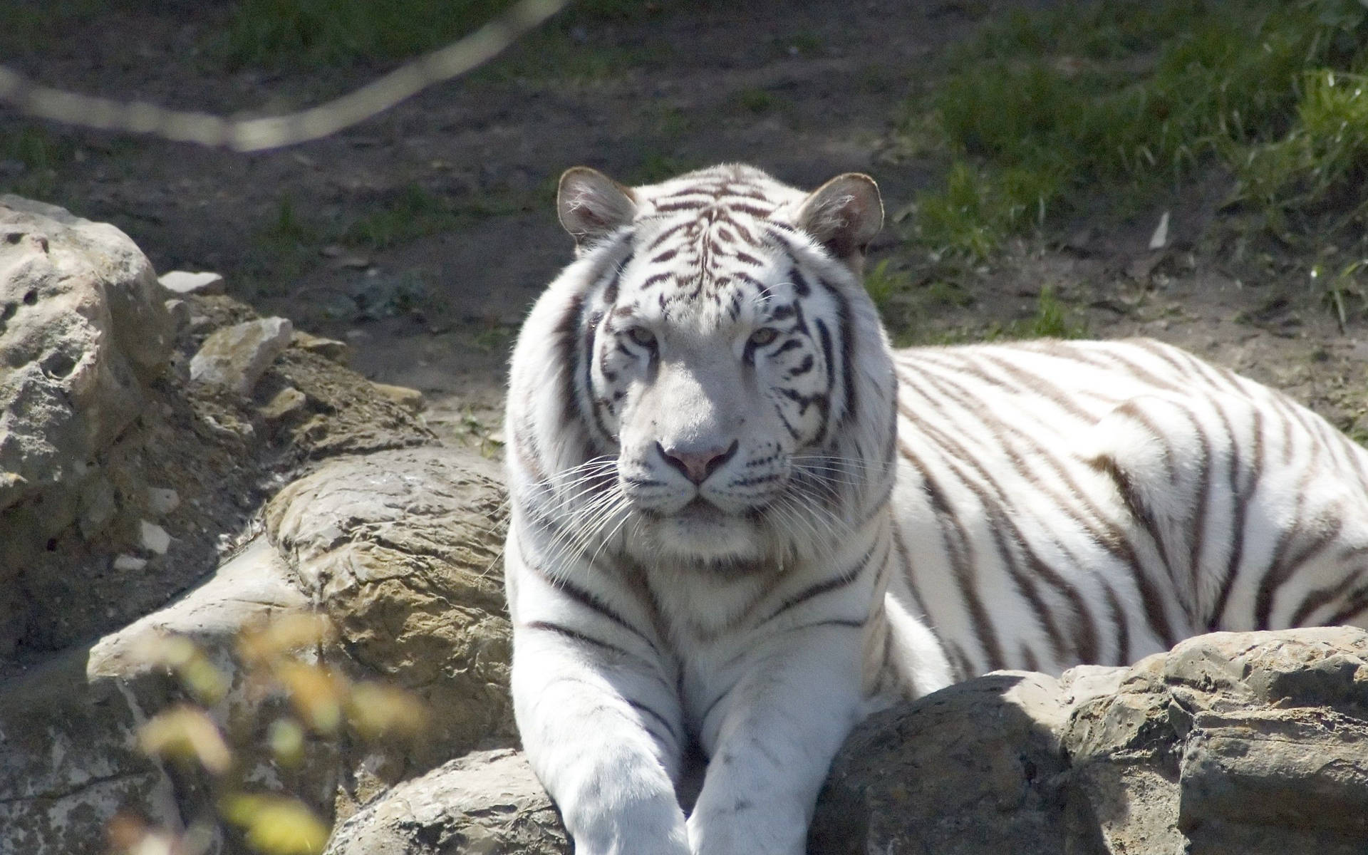 Majestic Albino Tiger Sitting Atop A Rock Background