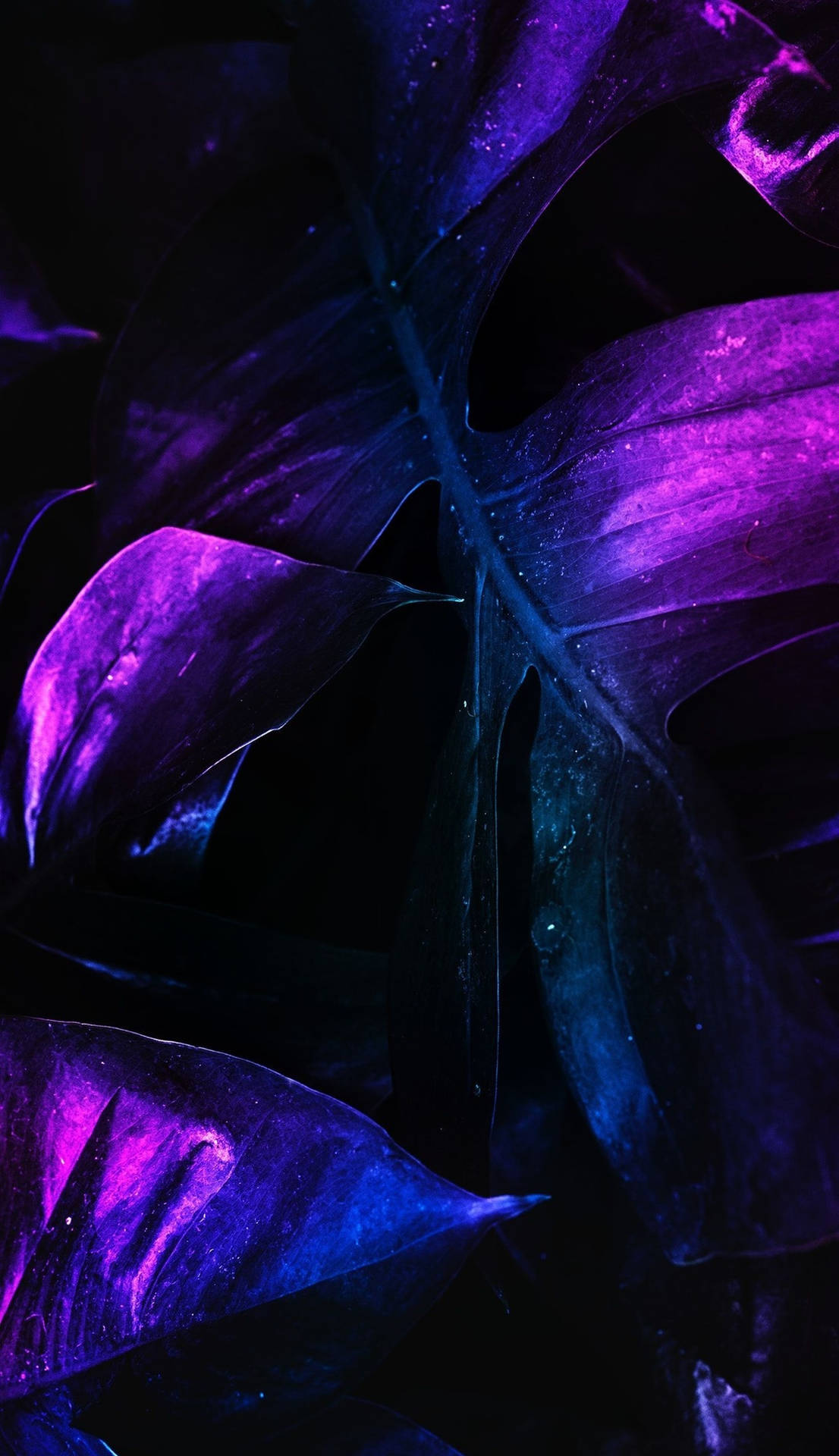 Majestic And Electric, The Neon Purple 4k Wallpapers Will Add An Extra Spark Of Brilliance To Your Screens.