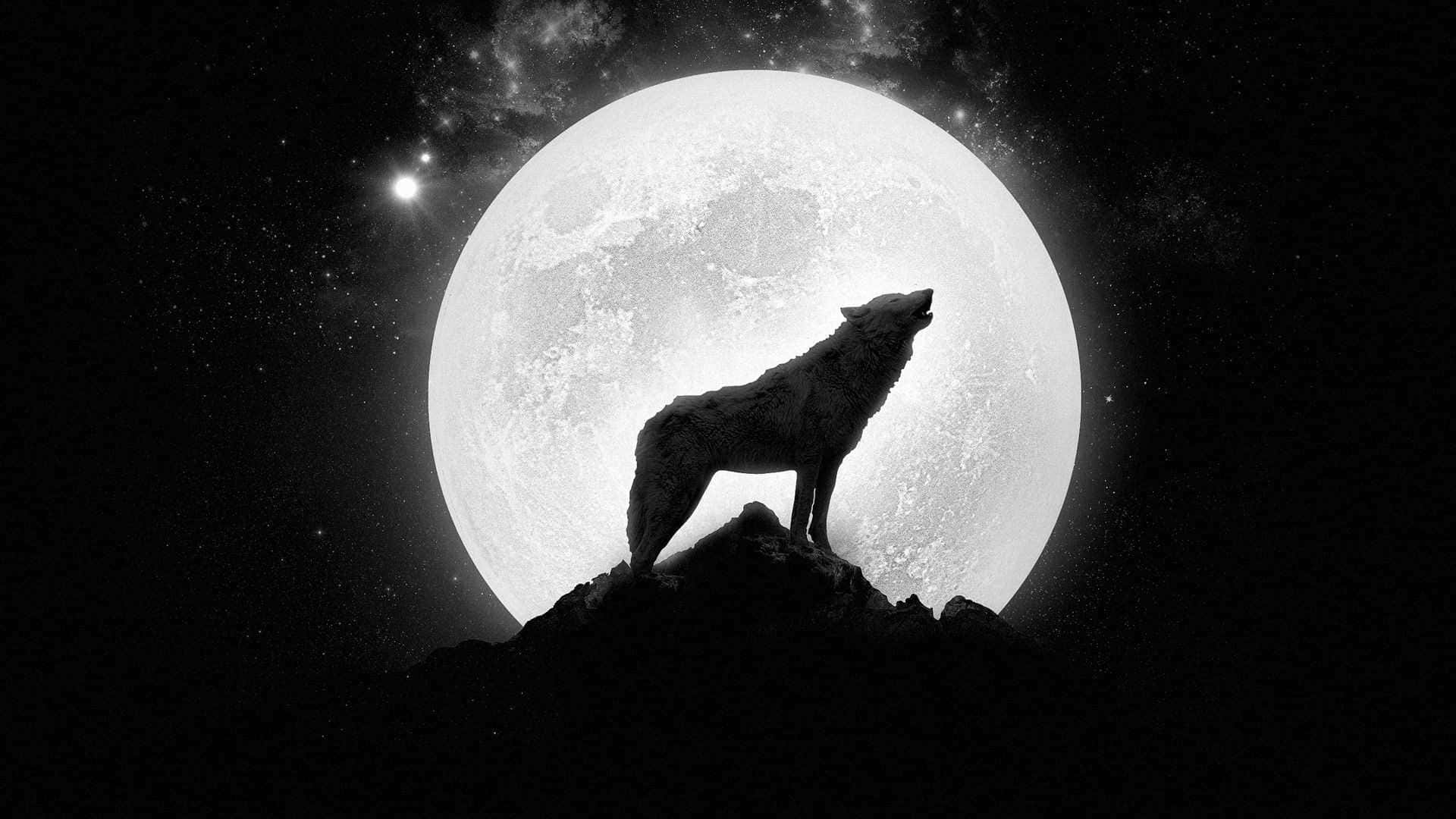 Majestic And Graceful Wolf Adorned In Moonlight Background