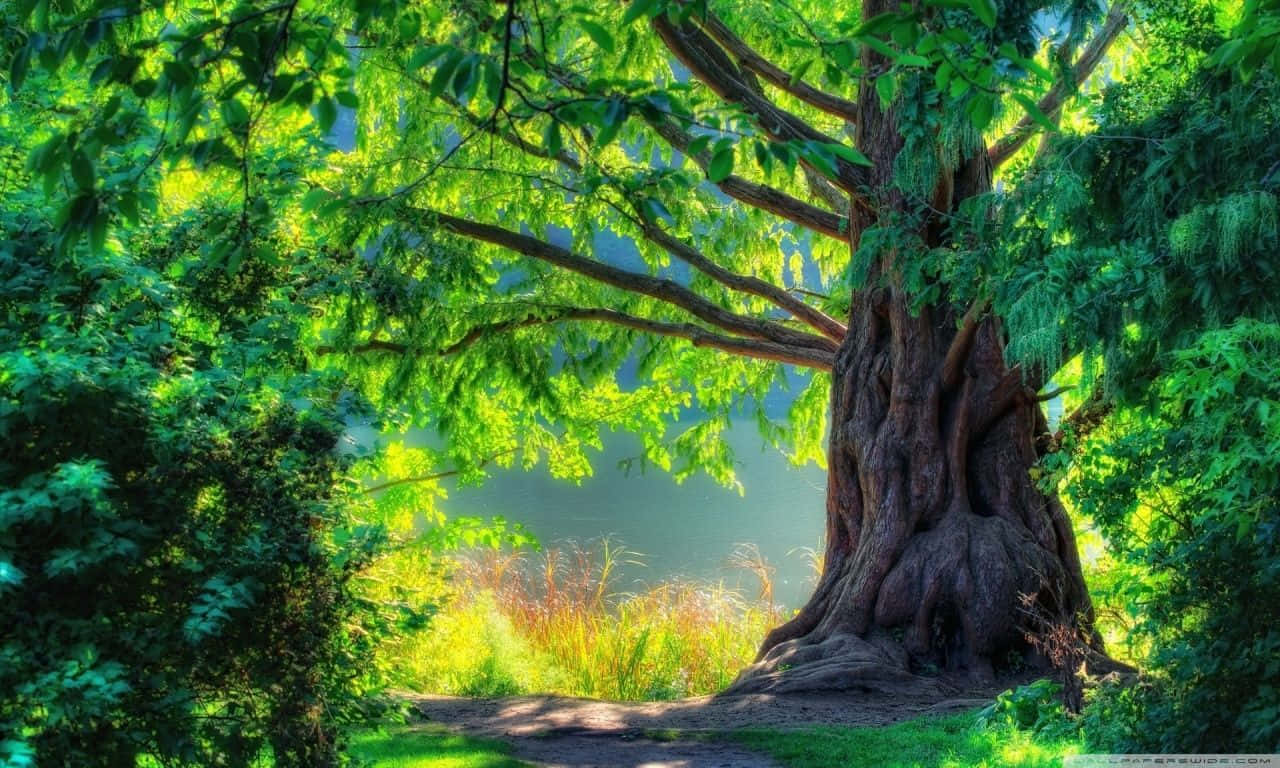 Majestic And Massive Green Tree Trunk Background