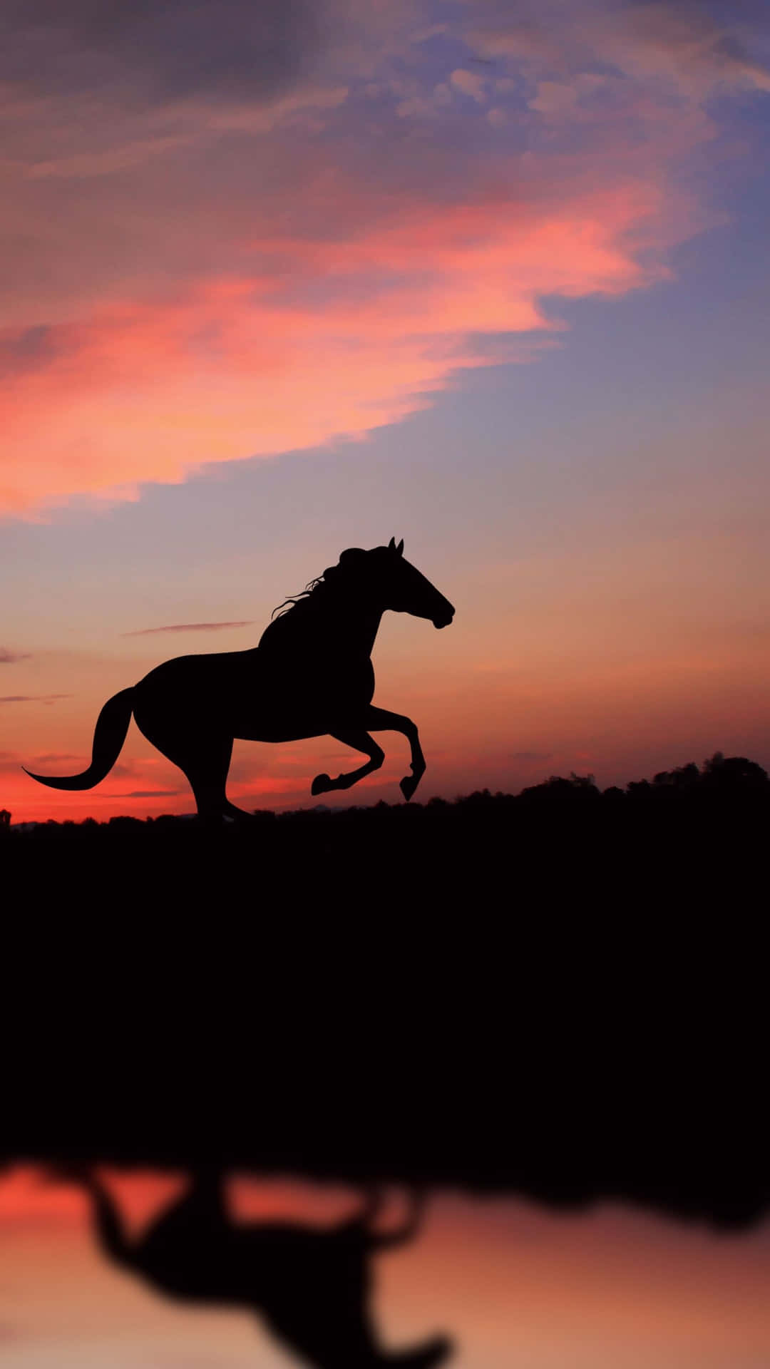 Majestic And Regal - This Beautiful White Horse Stands Tall In Its Natural Habitat. Background