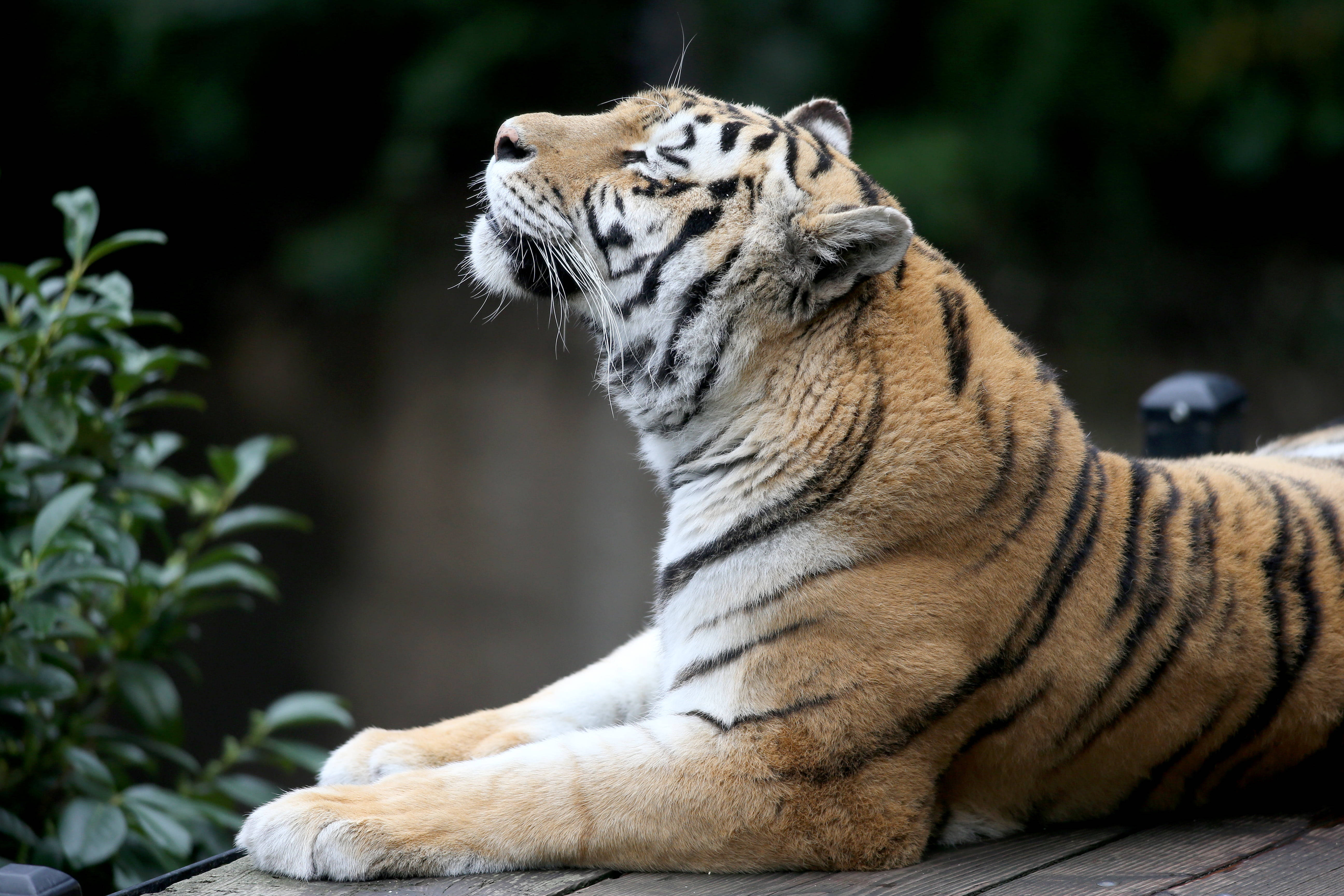 Majestic Animal 8k Tiger Uhd Background