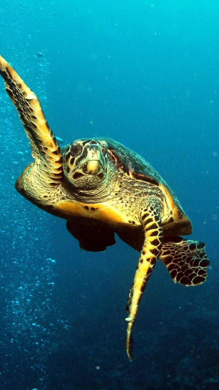 Majestic Aquatic Turtle Basking In Its Natural Habitat