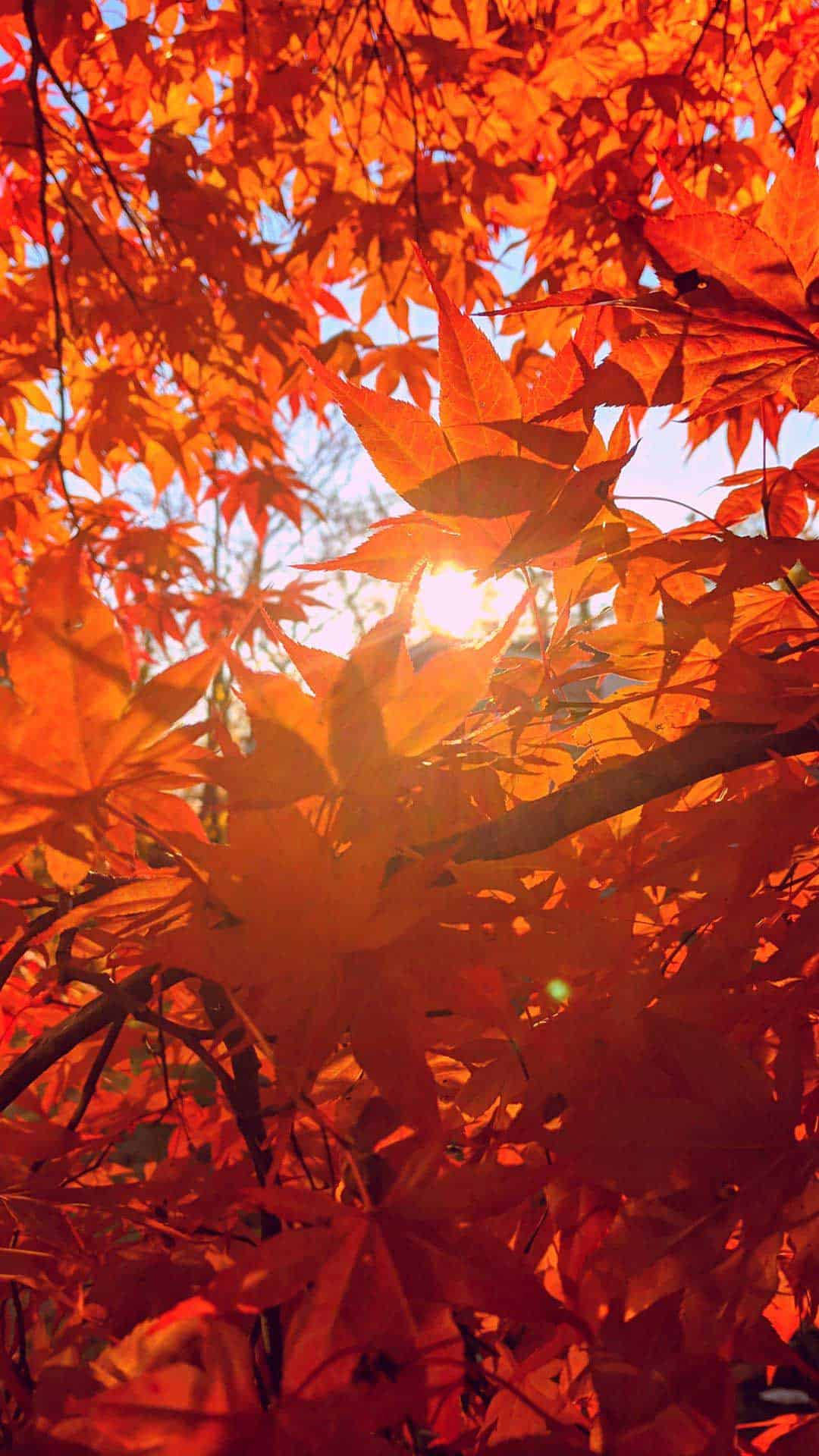 Majestic Autumn Brilliance Spotlighted On Iphone Background