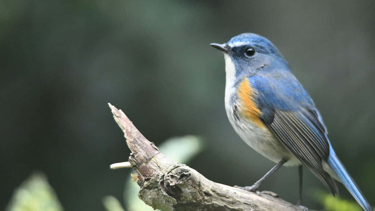 Majestic Autumn Lakeside View Background