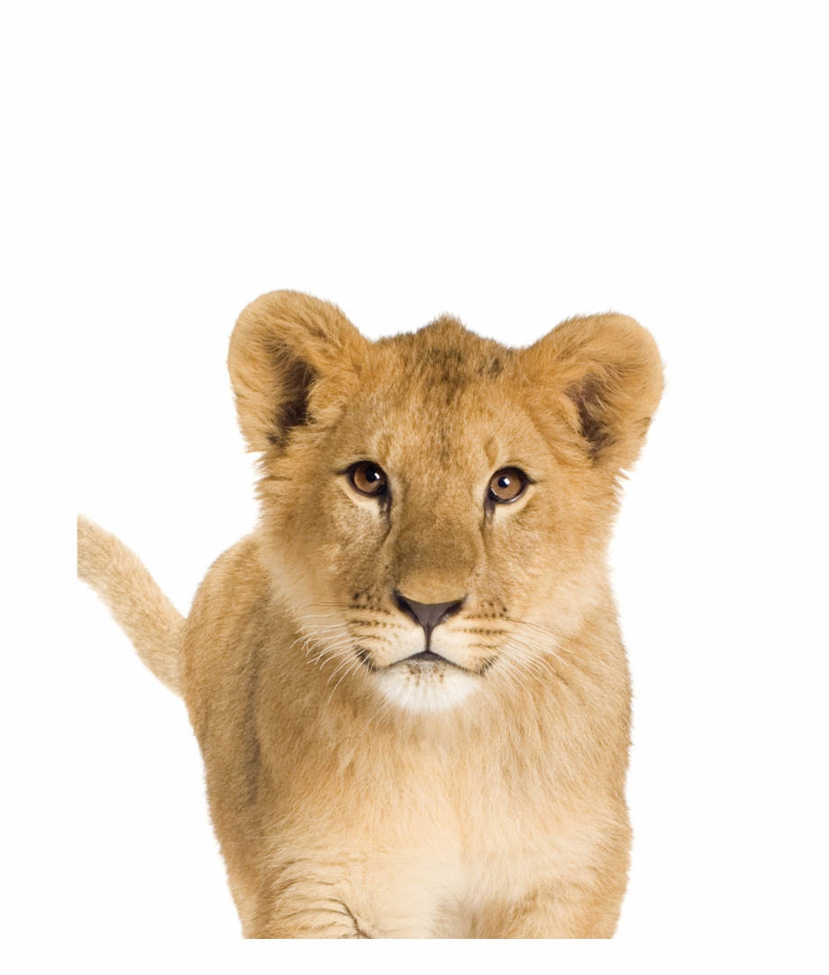 Majestic Baby Lion Background