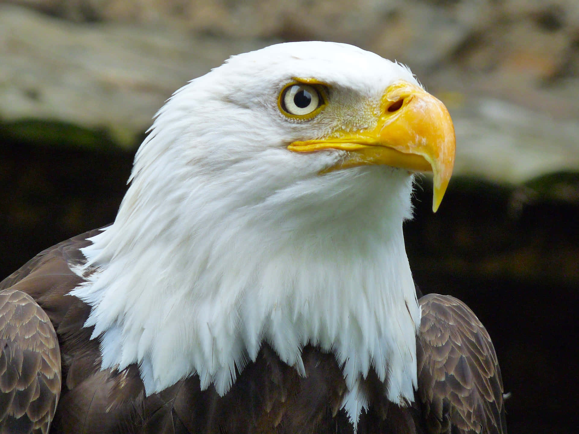 Majestic_ Bald_ Eagle_ Closeup.jpg Background