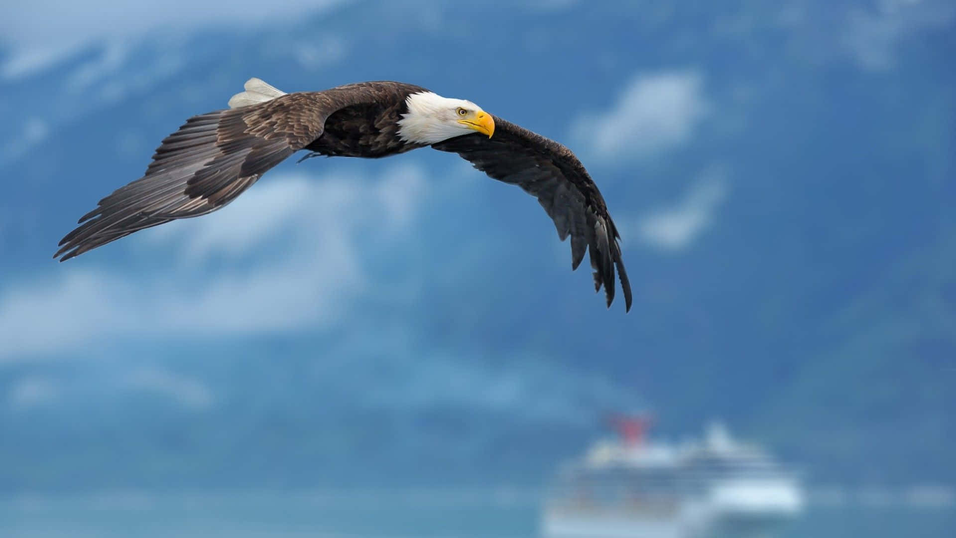 Majestic_ Bald_ Eagle_ Flight_ Alaska Background