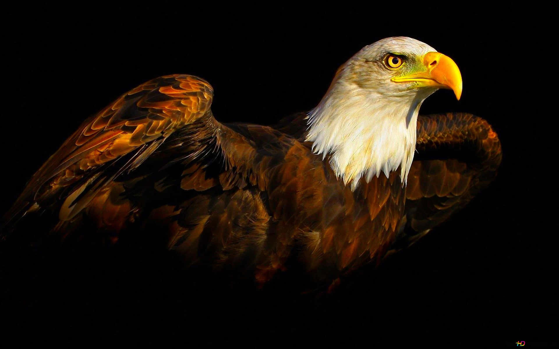 Majestic Bald Eagle In Darkness Background