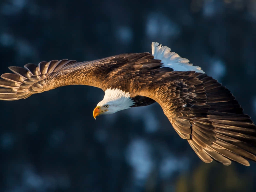 Majestic Bald Eagle In Flight