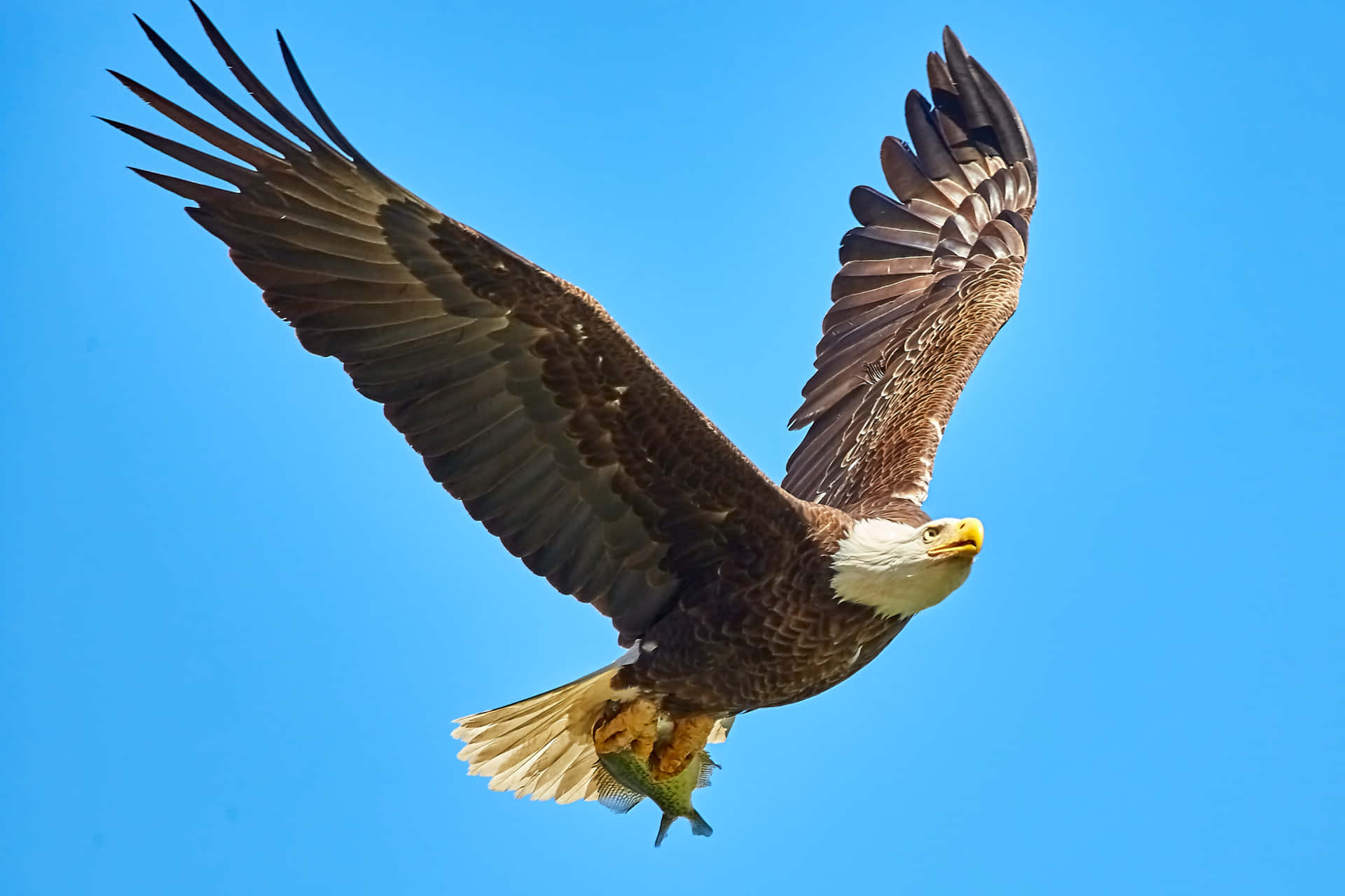 Majestic_ Bald_ Eagle_ In_ Flight_ With_ Prey.jpg Background