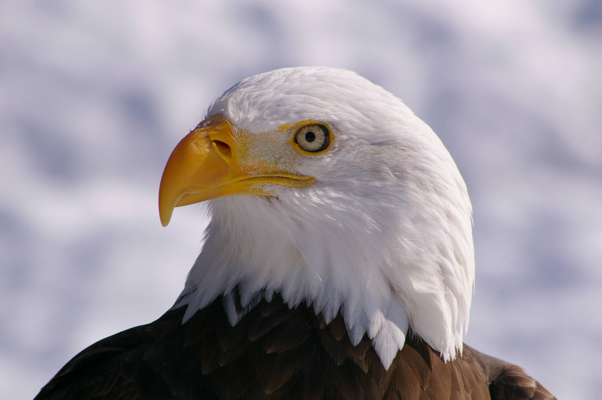 Majestic Bald Eagle Background