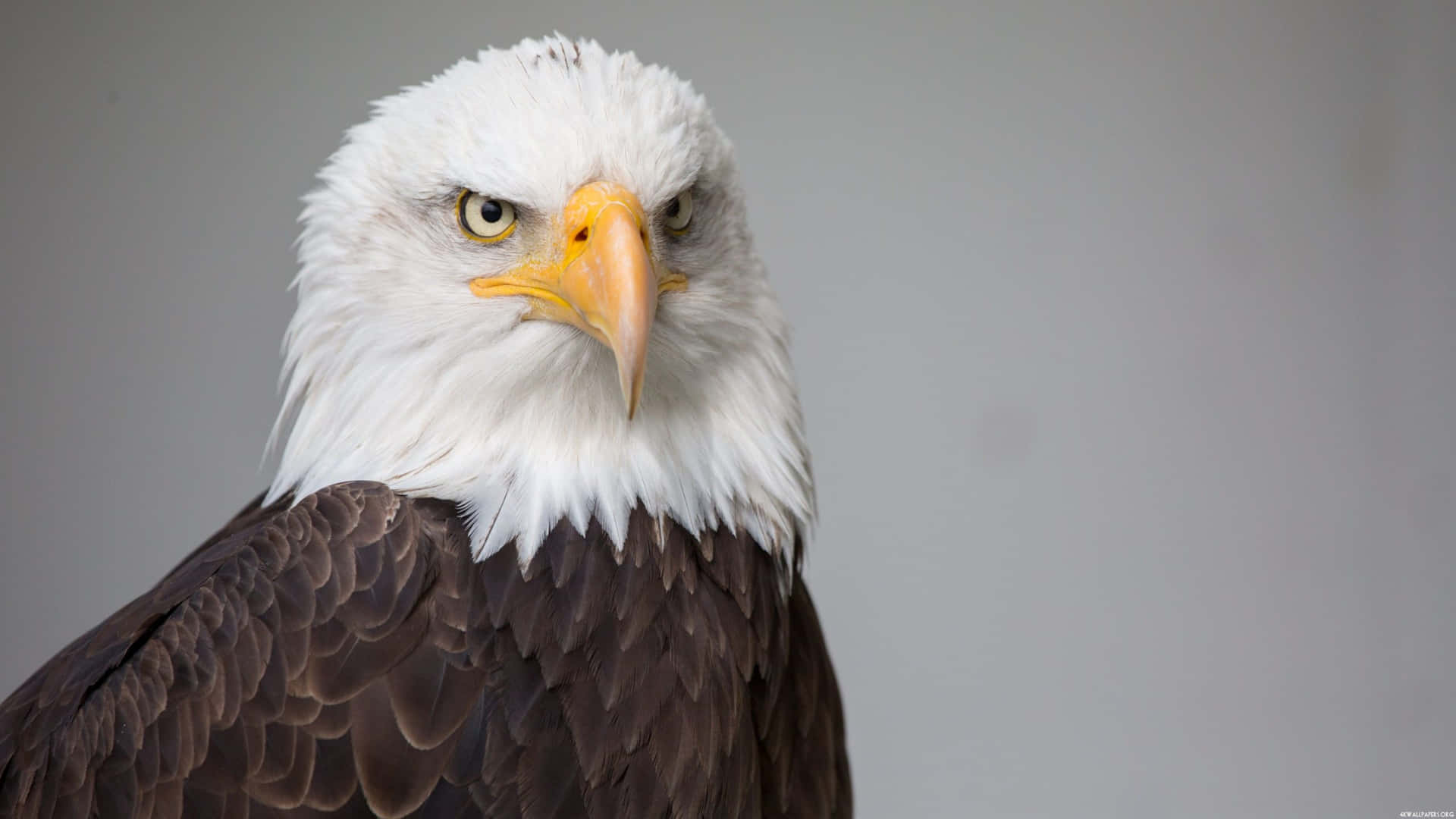 Majestic_ Bald_ Eagle_ Portrait.jpg Background