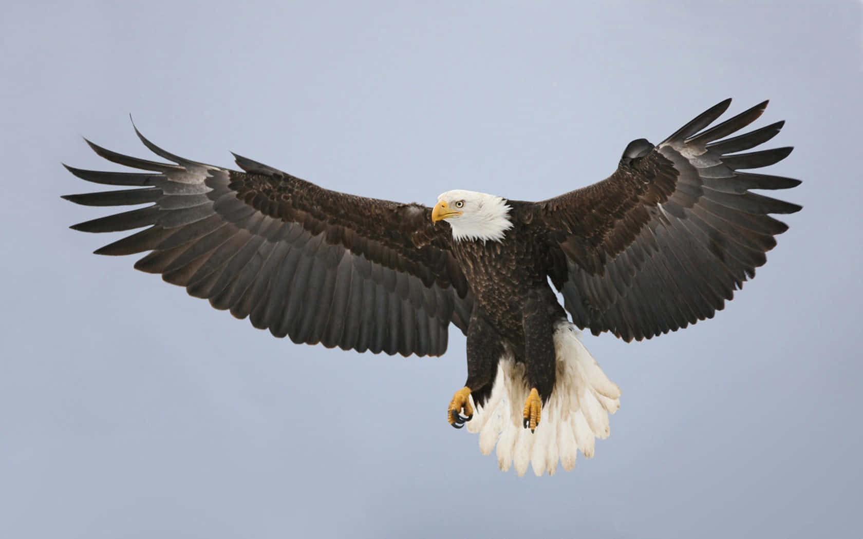 Majestic Bald Eagle Spreading Its Wings Background