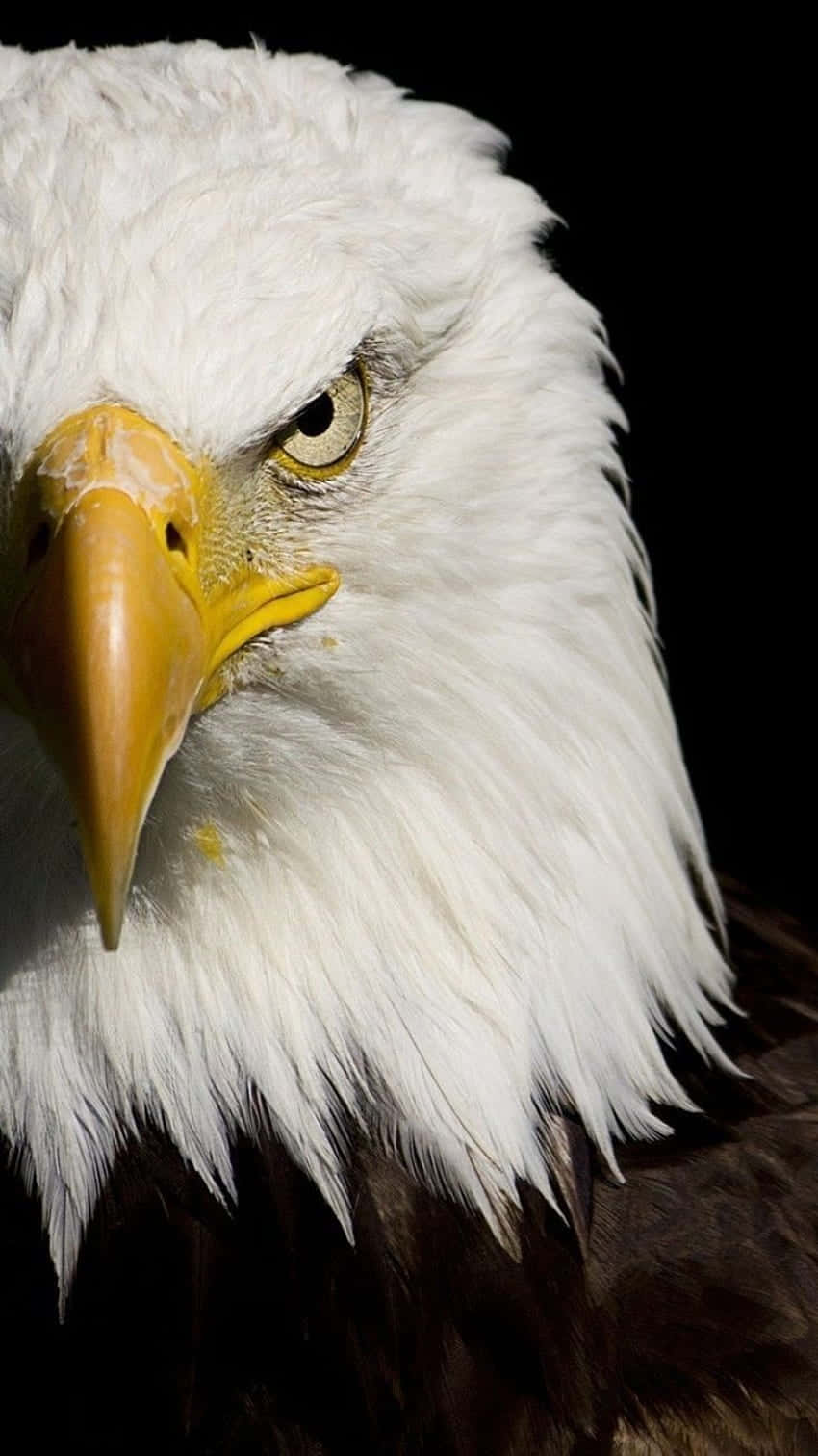 Majestic Bald Eagle Staring Intently Background