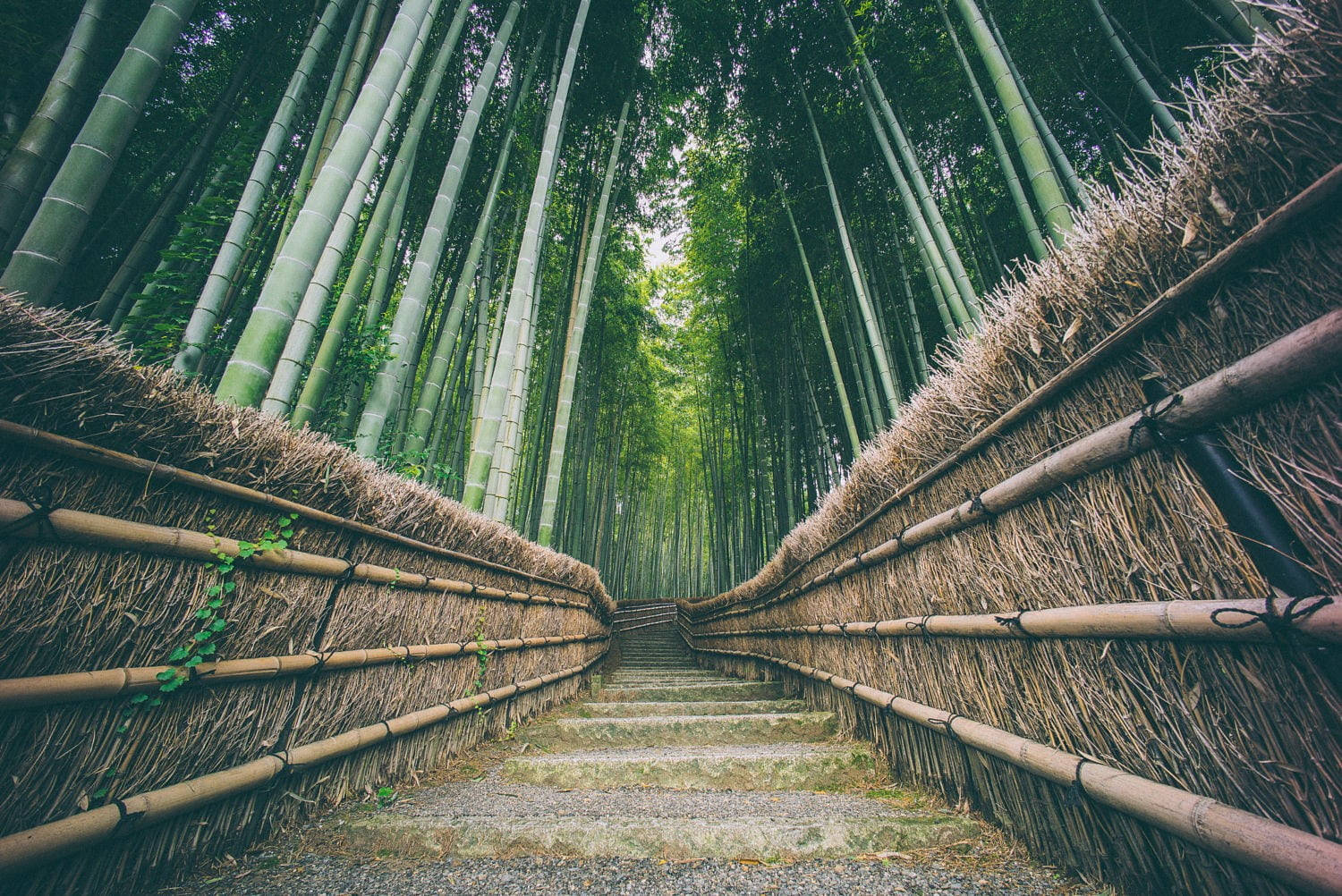 Majestic Bamboo Forest Scene Captured On Iphone Background