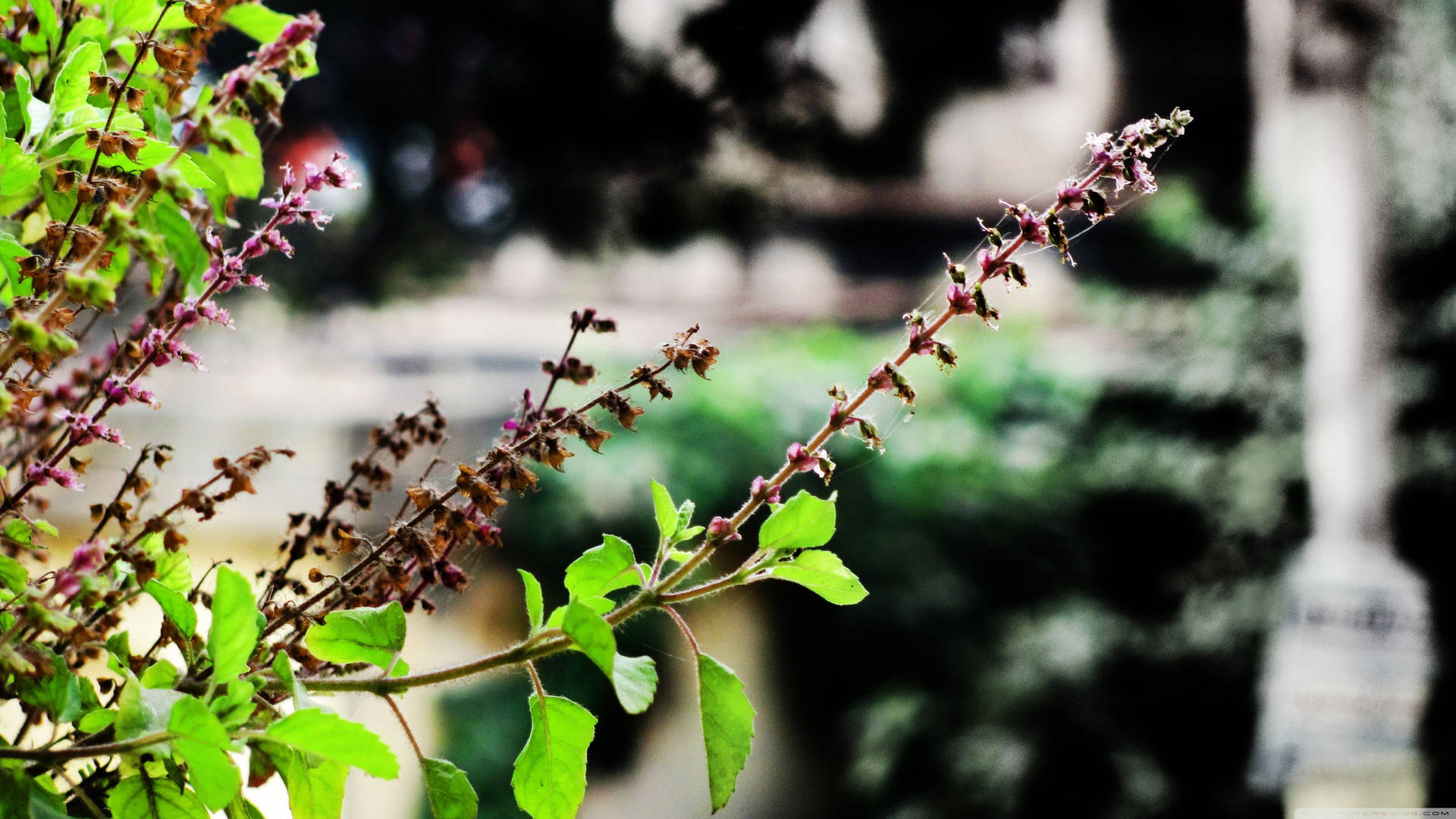 Majestic Basil - The Potent Medicinal Herb Background