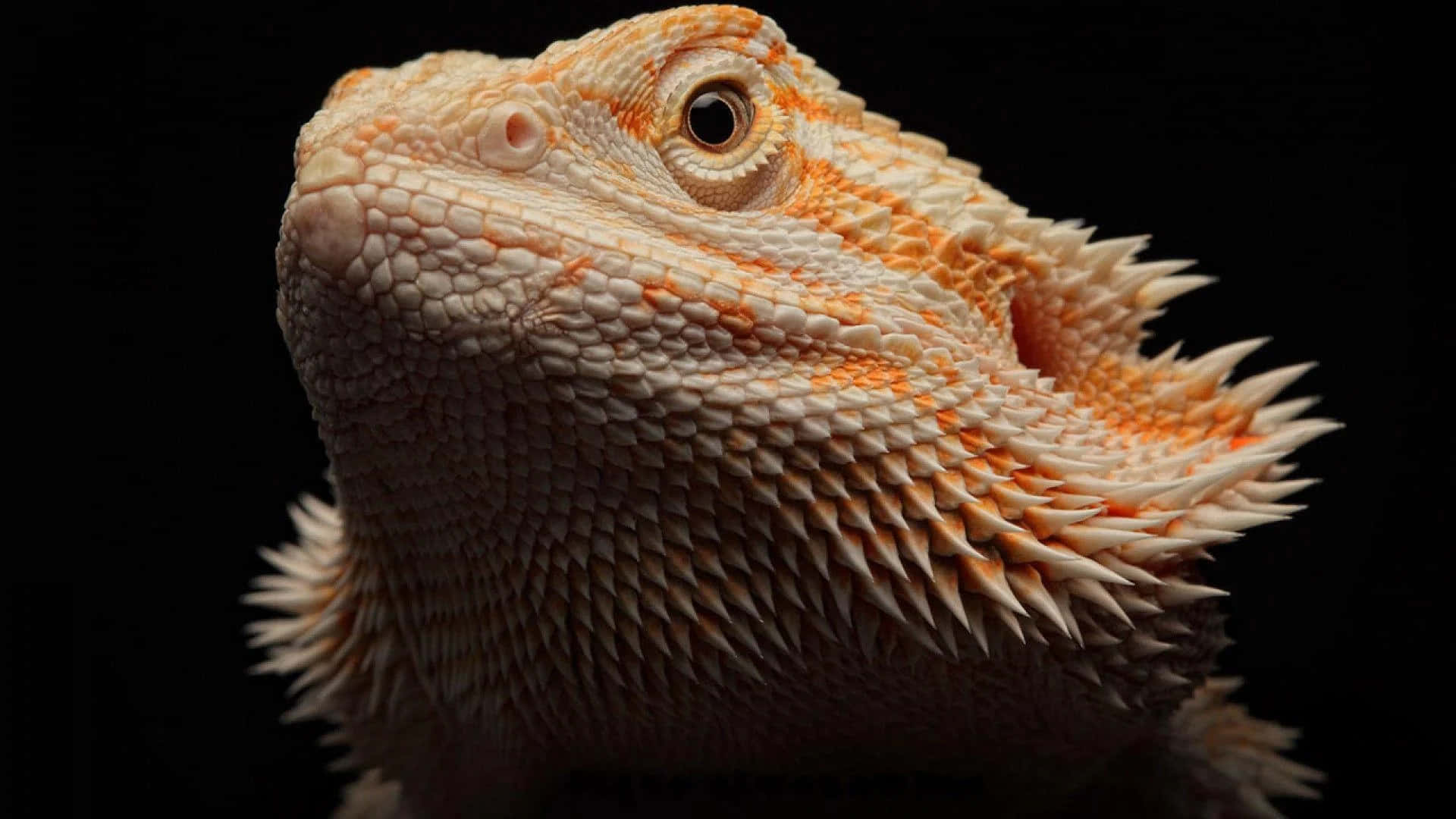 Majestic Bearded Dragon Portrait Background