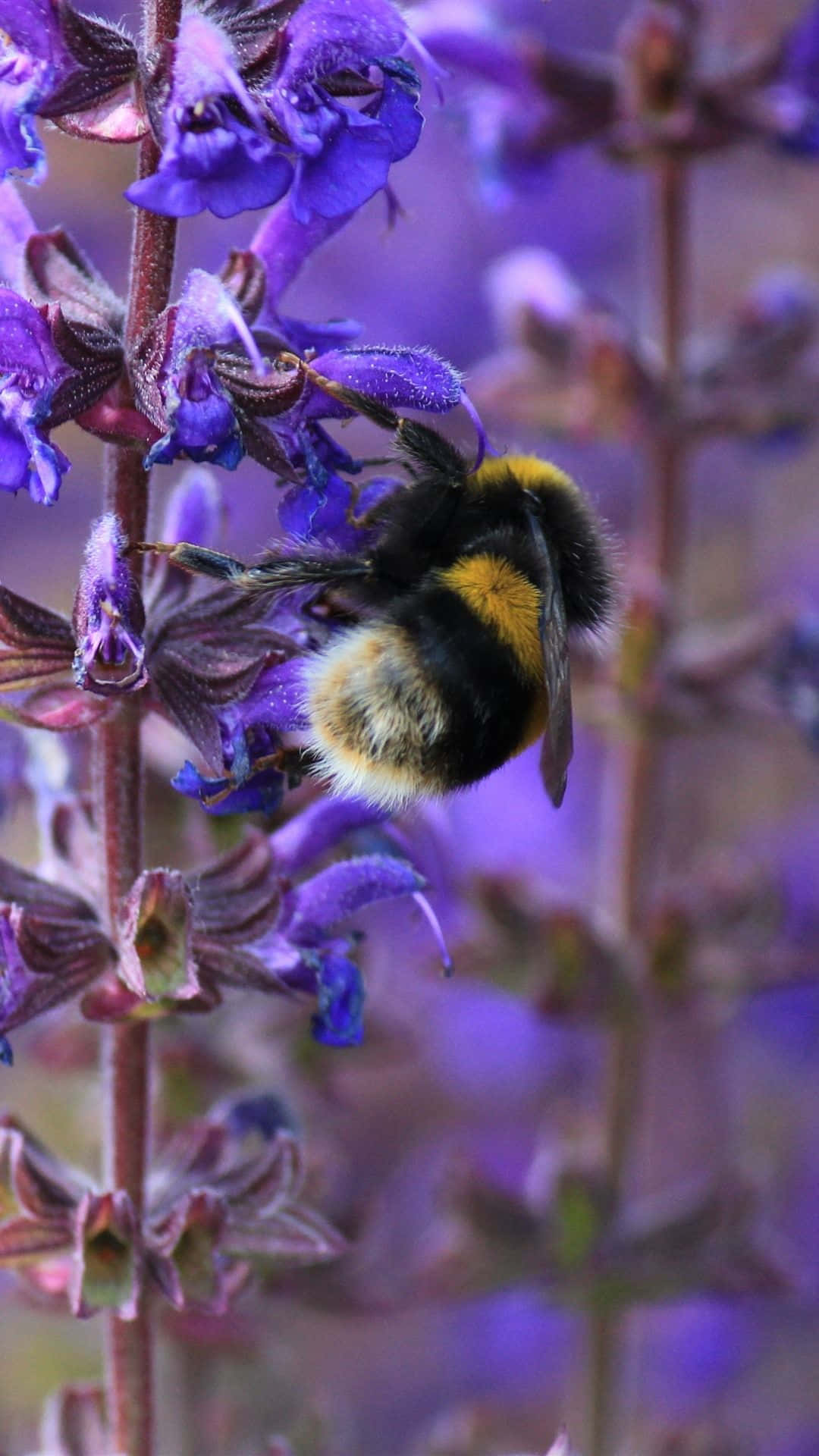 Majestic Bee Perched On A Flower - Iphone Wallpaper Background