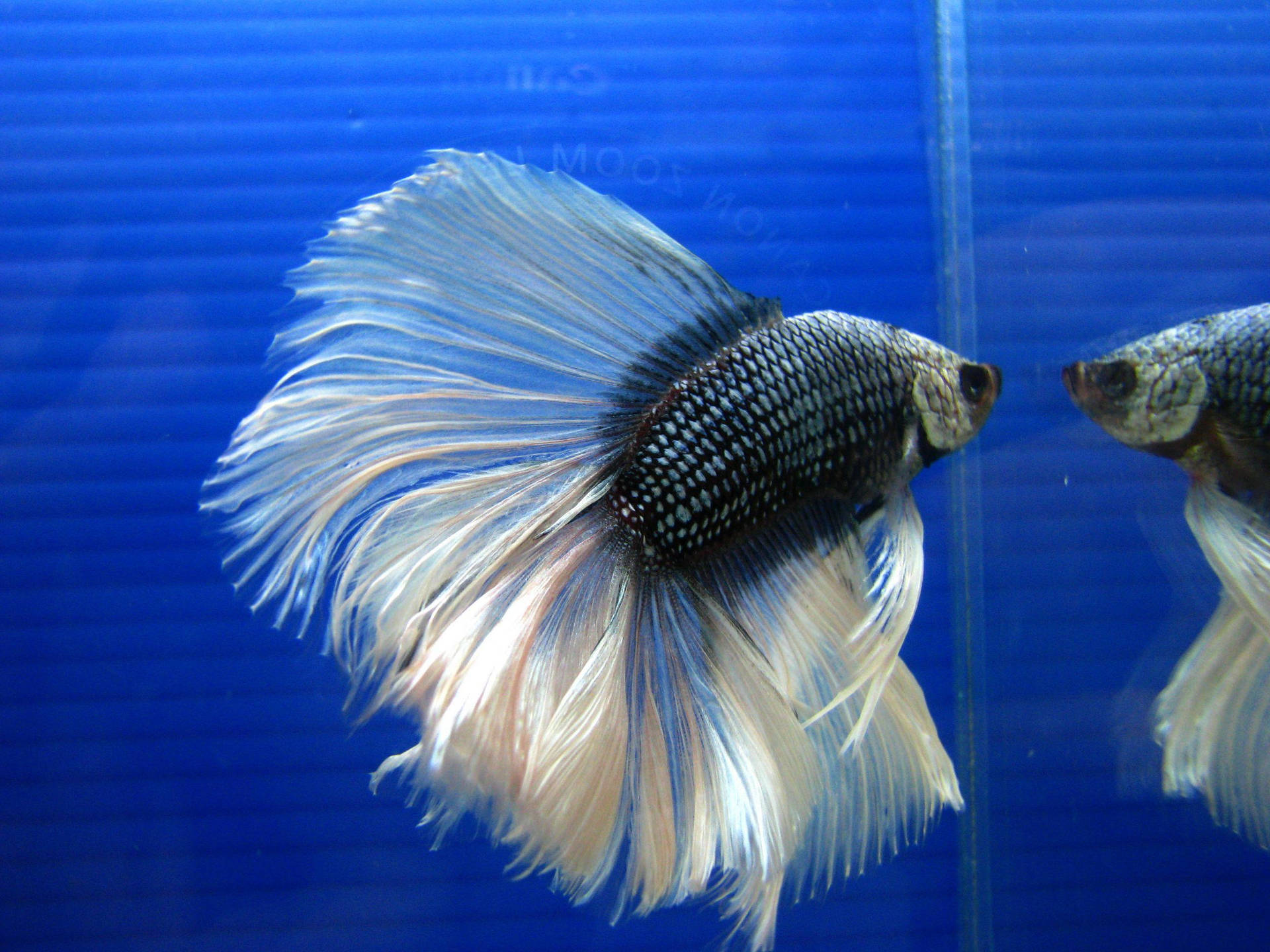 Majestic Betta Fish Showcasing Its Colorful Fins Background