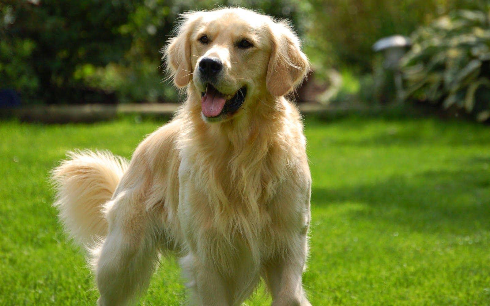 Majestic Big Retriever Dog In Full Stride Background