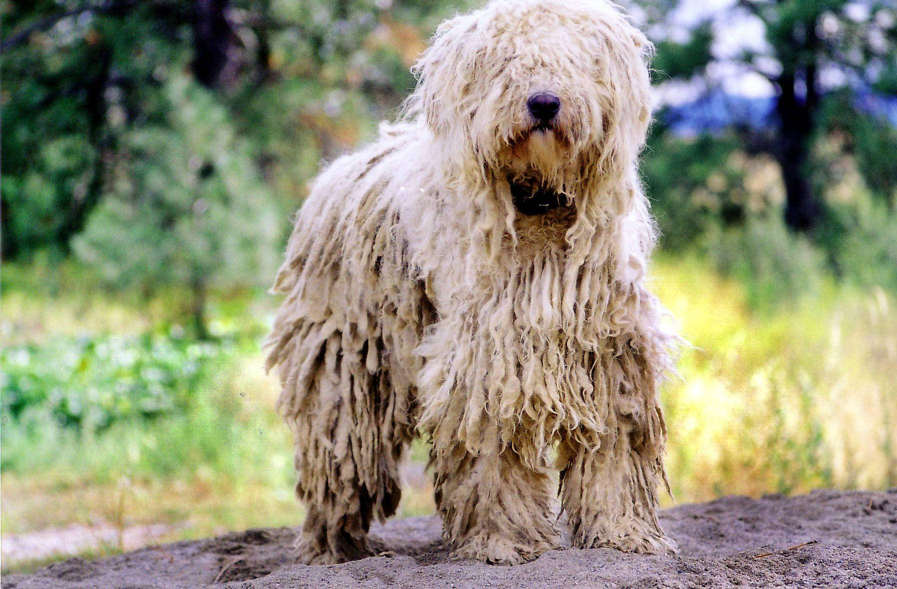 Majestic Big Sheep Dog Outdoors Background