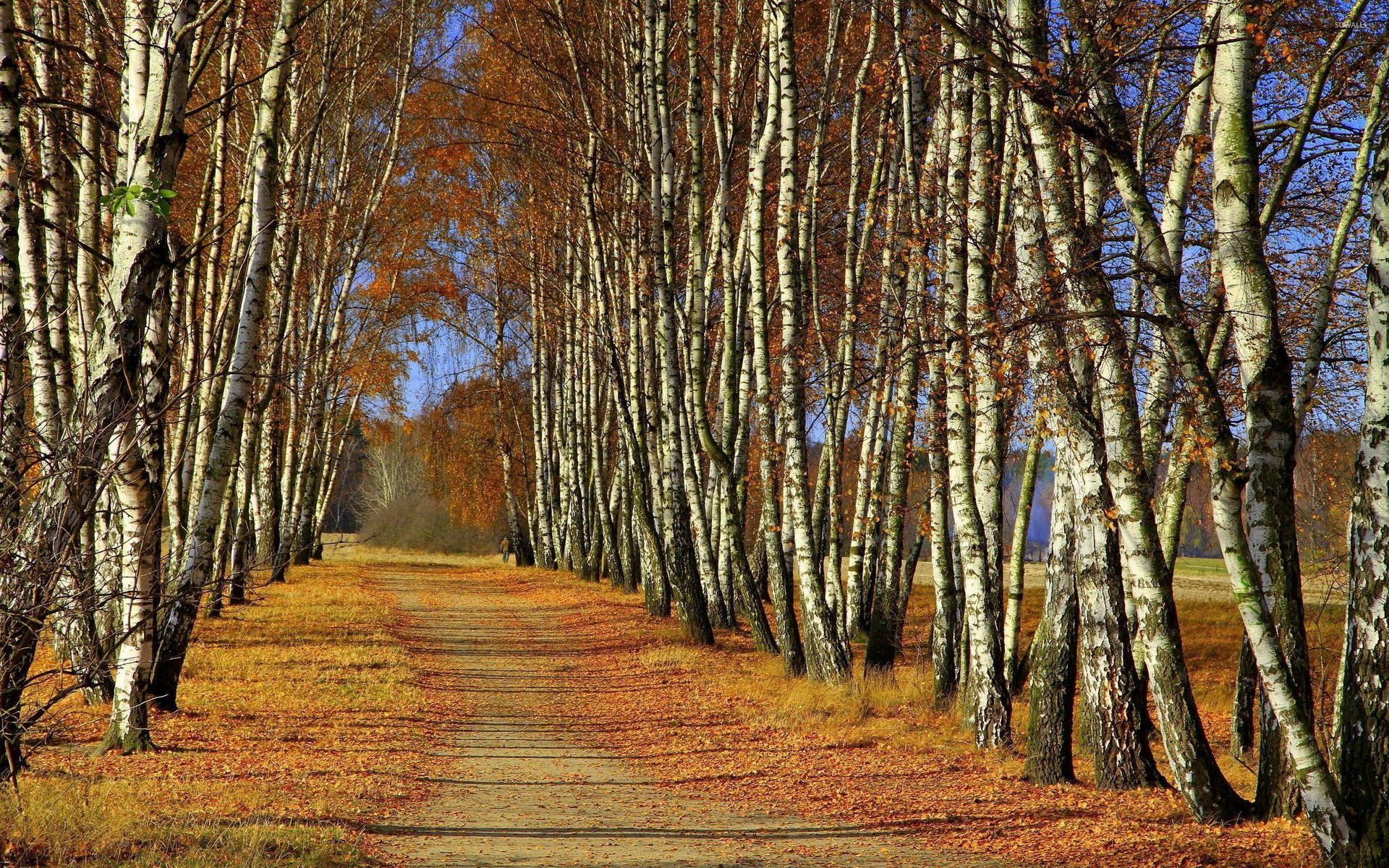 Majestic Birch Tree In A Colorful Autumn Park