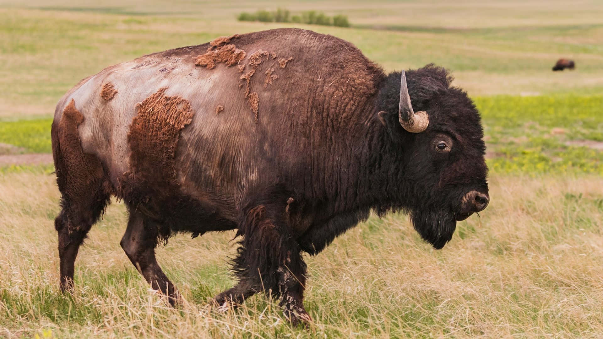 Majestic Bisonin Grassland.jpg Background