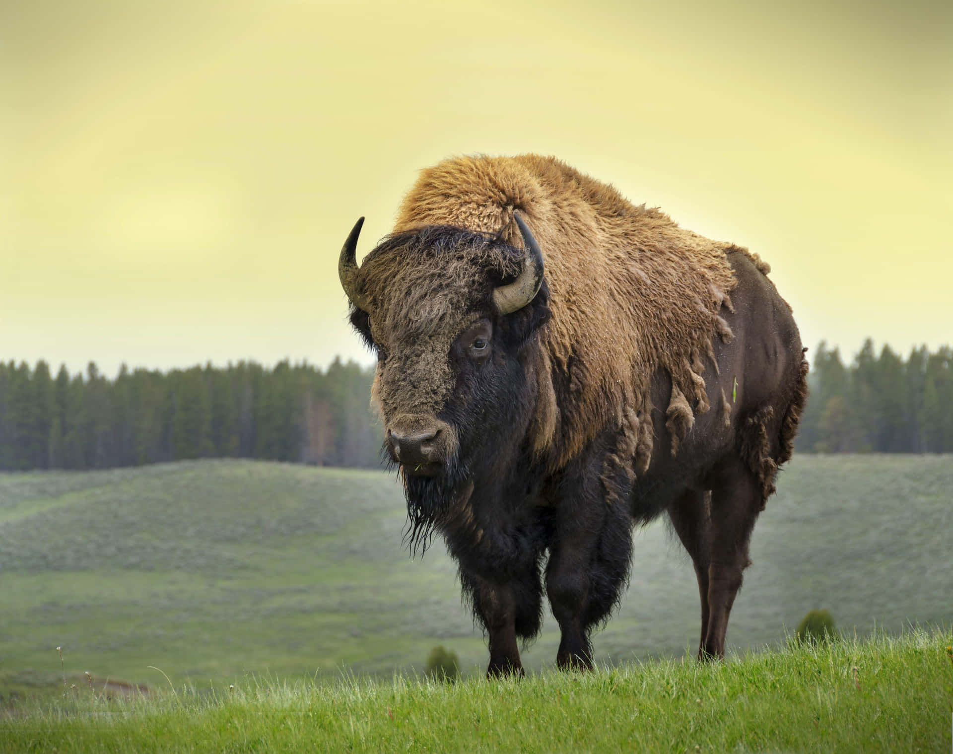 Majestic Bisonin Grassland.jpg Background