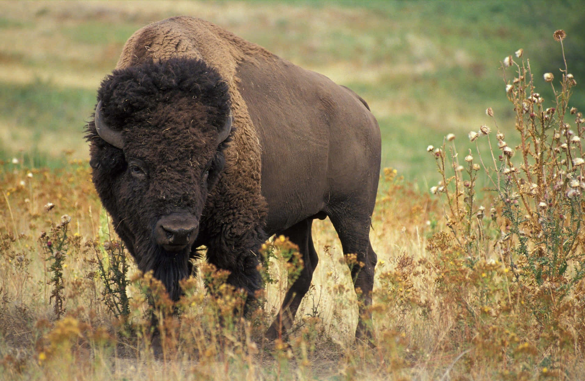 Majestic Bisonin Grassland.jpg Background