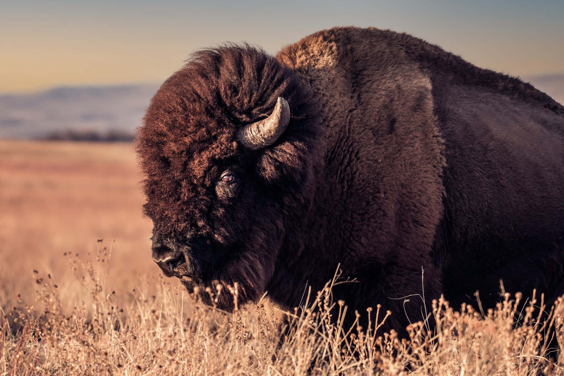 Majestic Bisonin Grassland Background