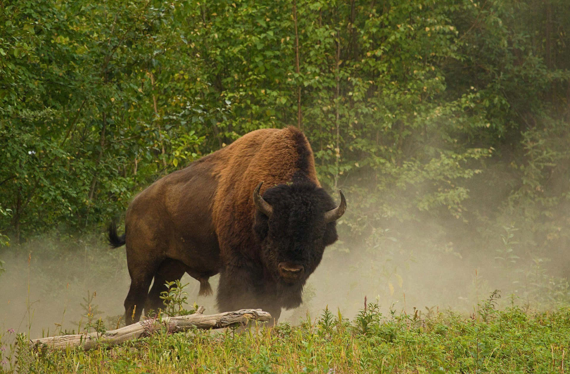 Majestic Bisonin Misty Wilderness.jpg Background