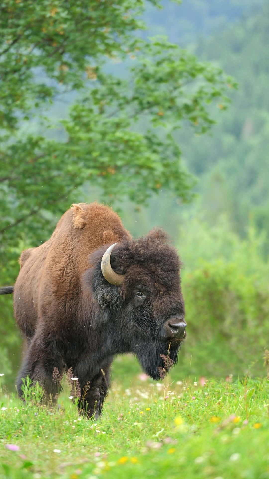 Majestic Bisonin Natural Habitat.jpg Background