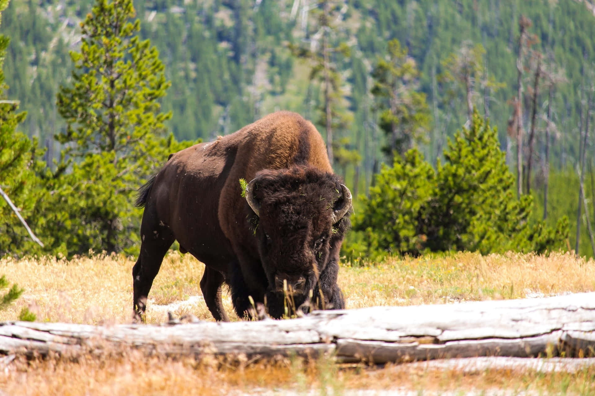 Majestic Bisonin Wilderness.jpg Background