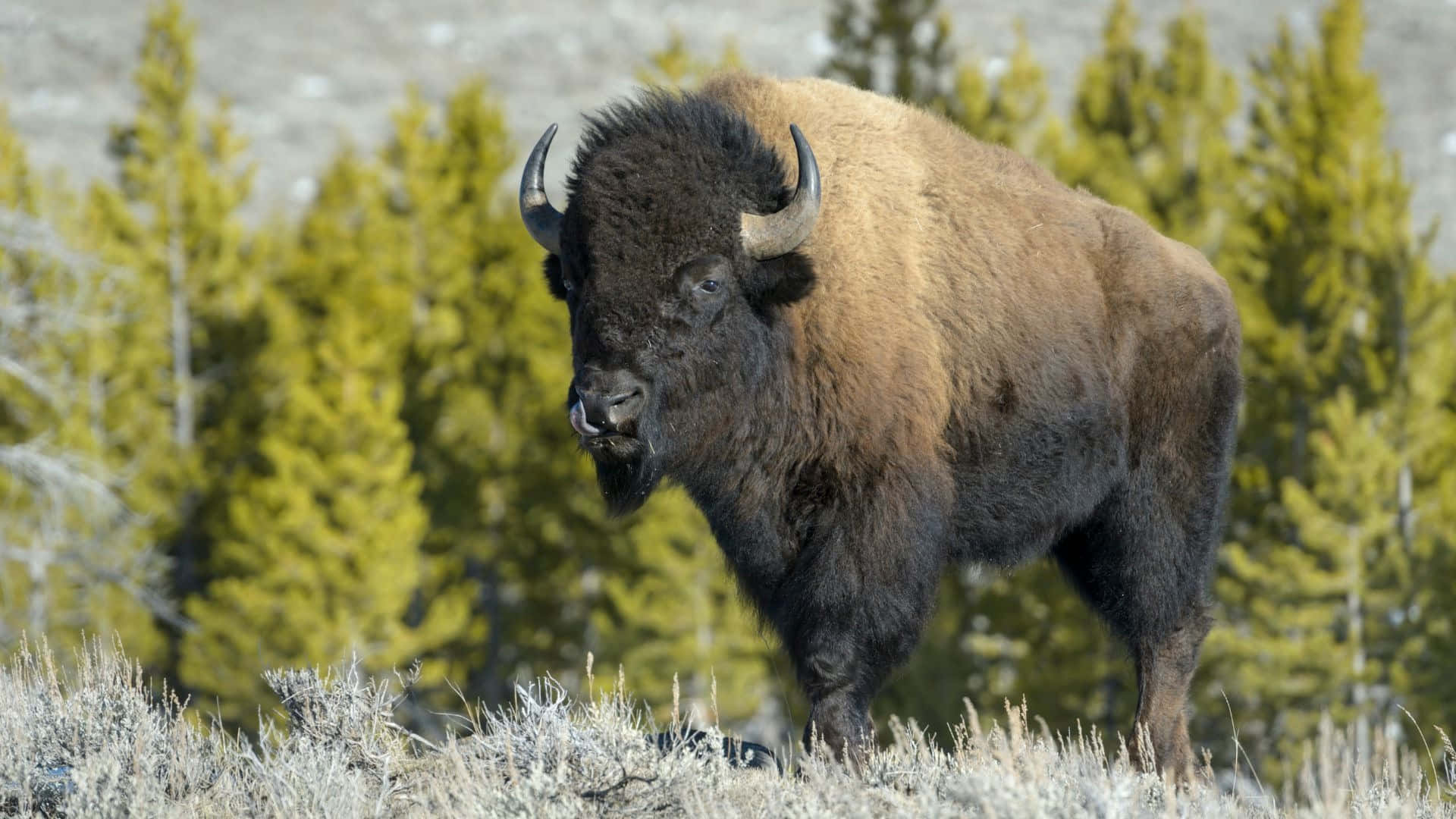 Majestic Bisonin Wilderness Background