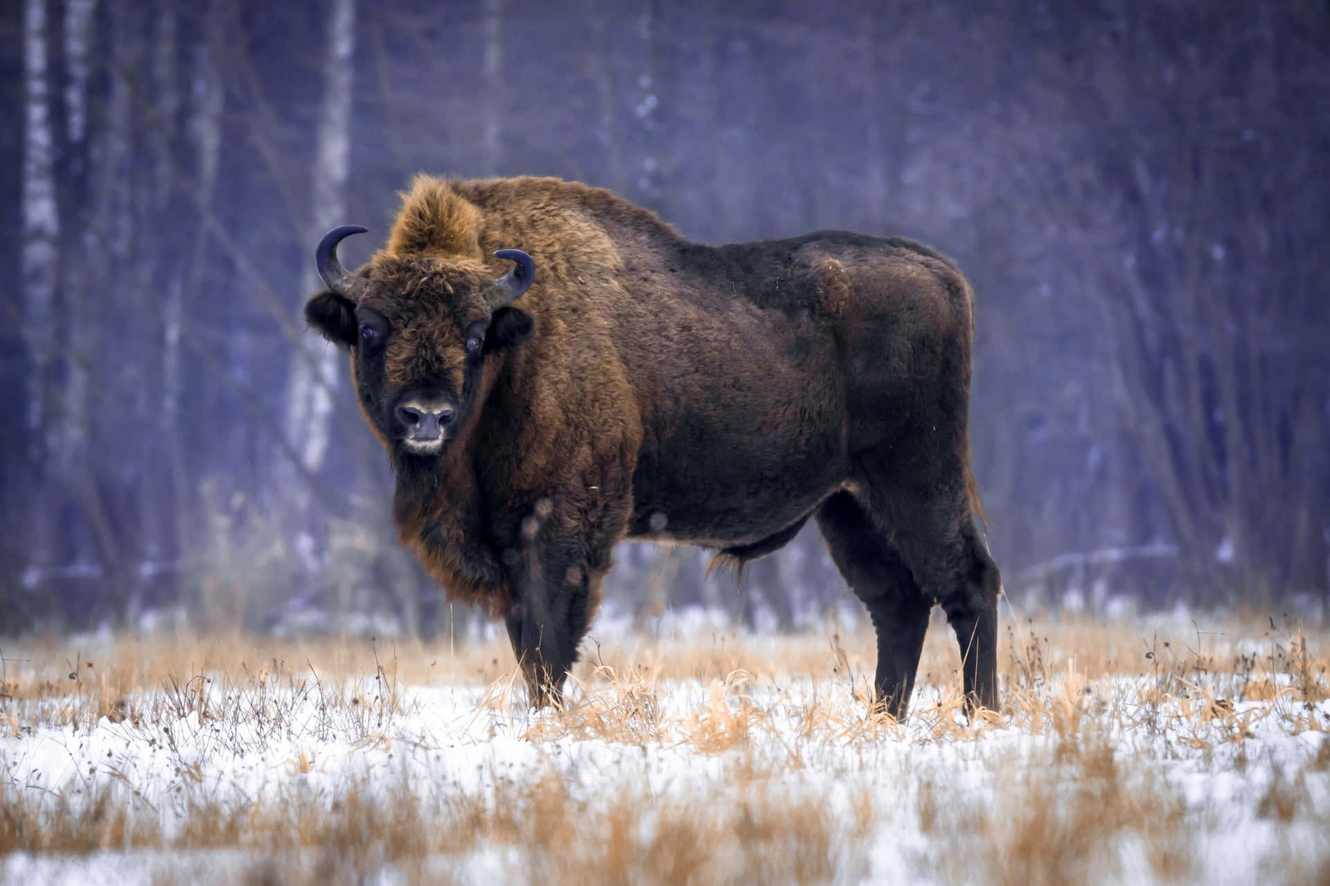 Majestic Bisonin Winter Wilderness.jpg Background