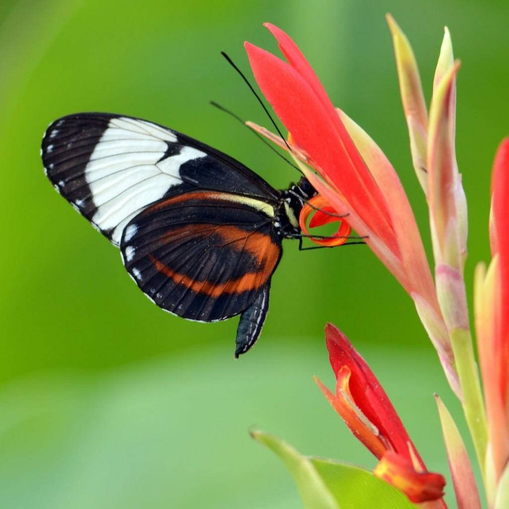 Majestic Black And Orange Butterfly Splendor Background