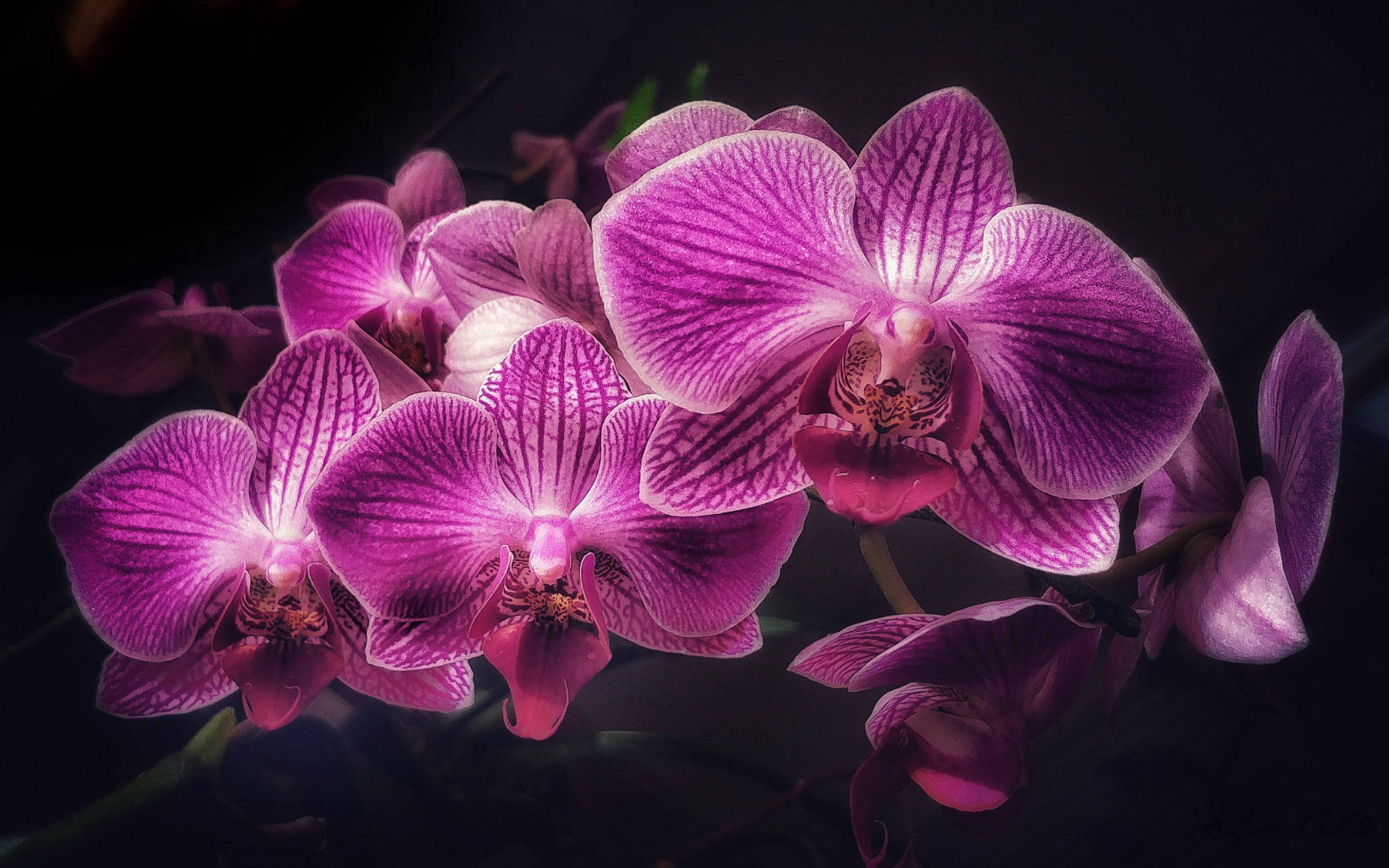 Majestic Black And Purple Orchids Background