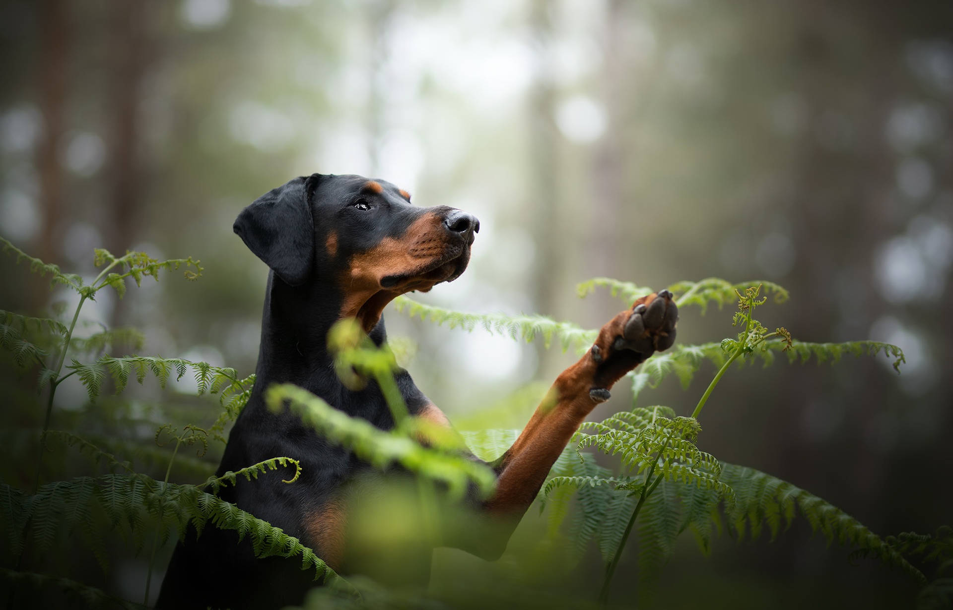 Majestic Black And Tan Doberman Pinscher Background