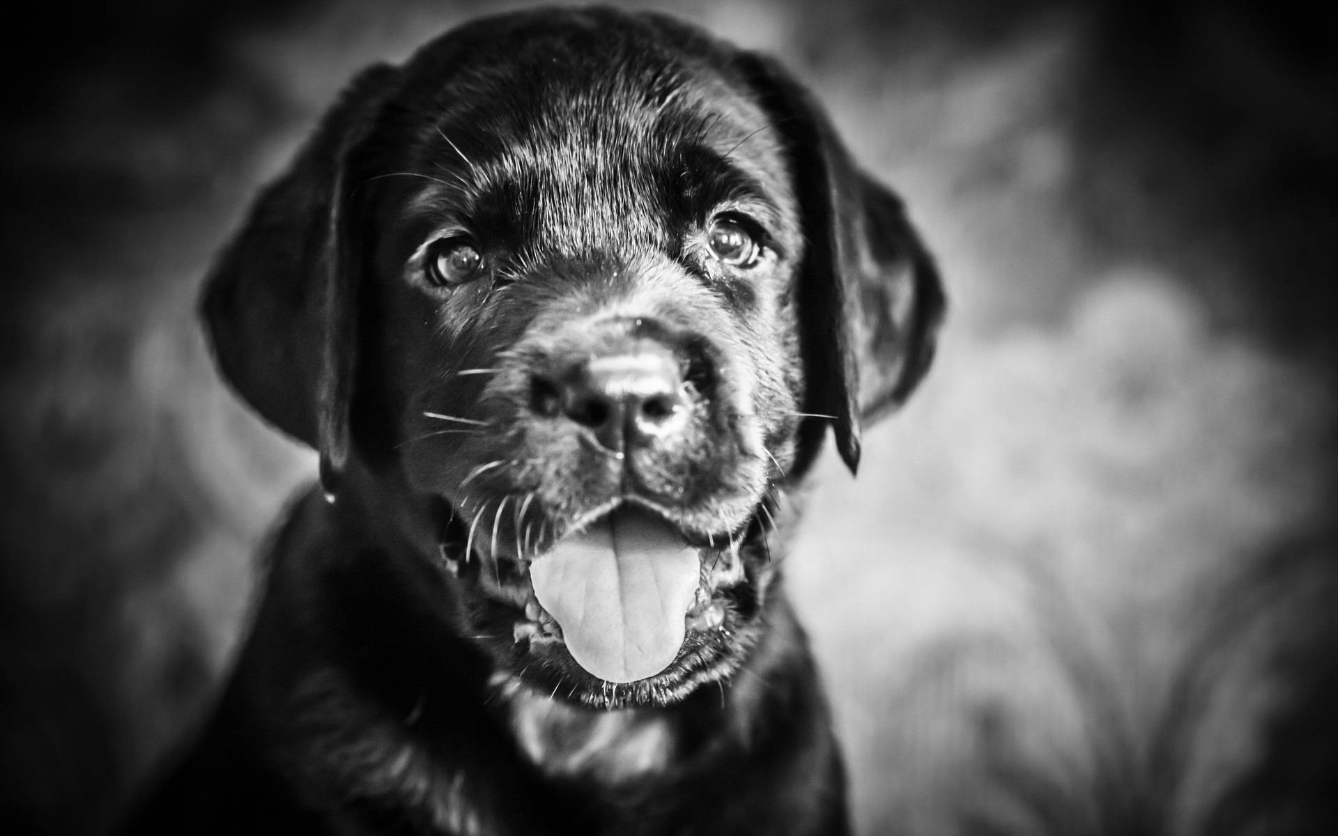 Majestic Black And White Dog Posing For The Camera Background