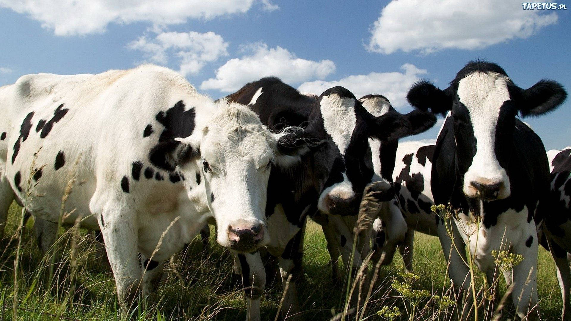 Majestic Black And White Farm Cattle Grazing Peacefully Background