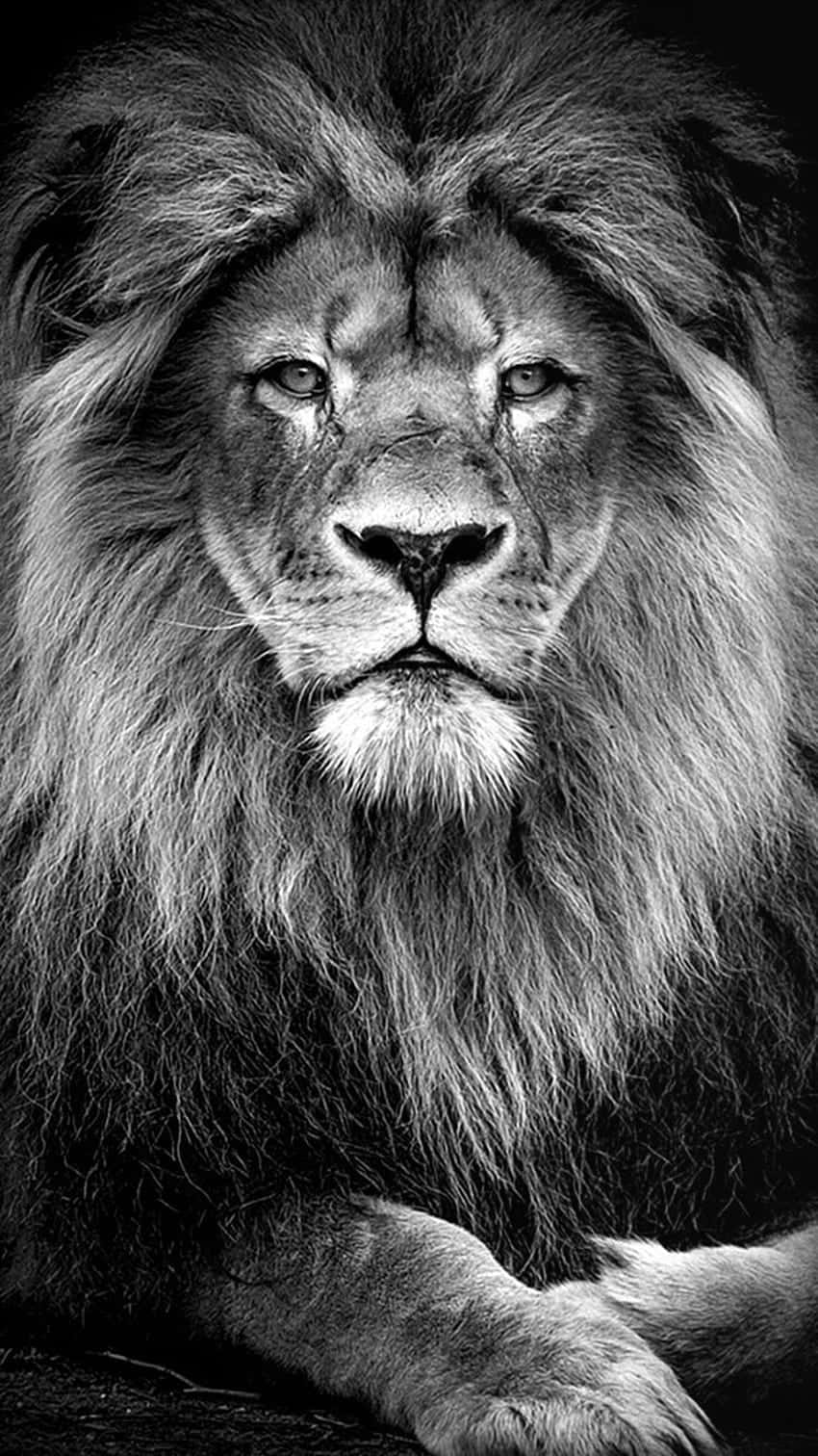 Majestic Black And White Lion Background